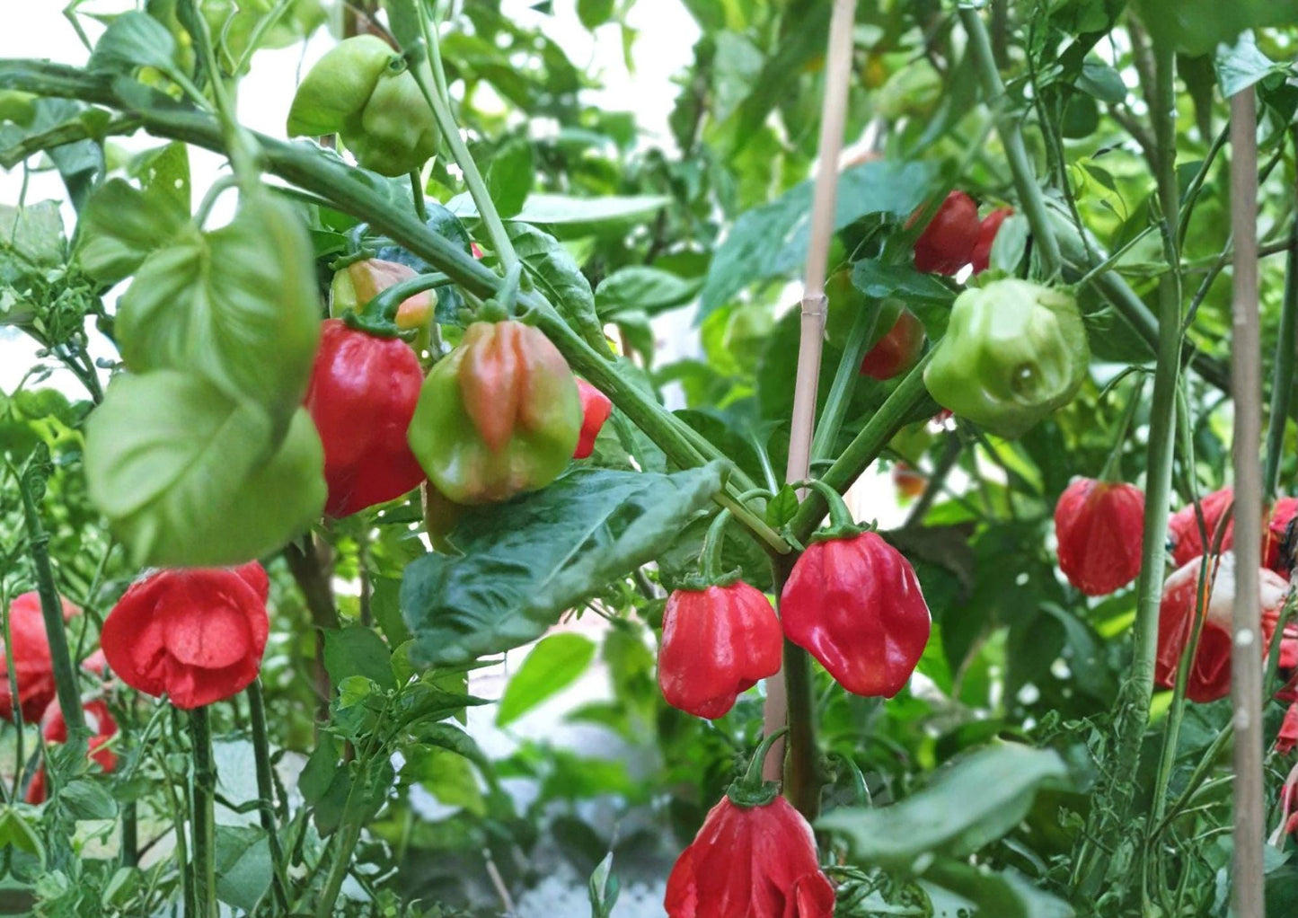 Caribbean Red Habanero Pepper Seeds - 25 Heirloom Seeds for Extra Hot Tropical Chili Peppers - Capsicum chinense