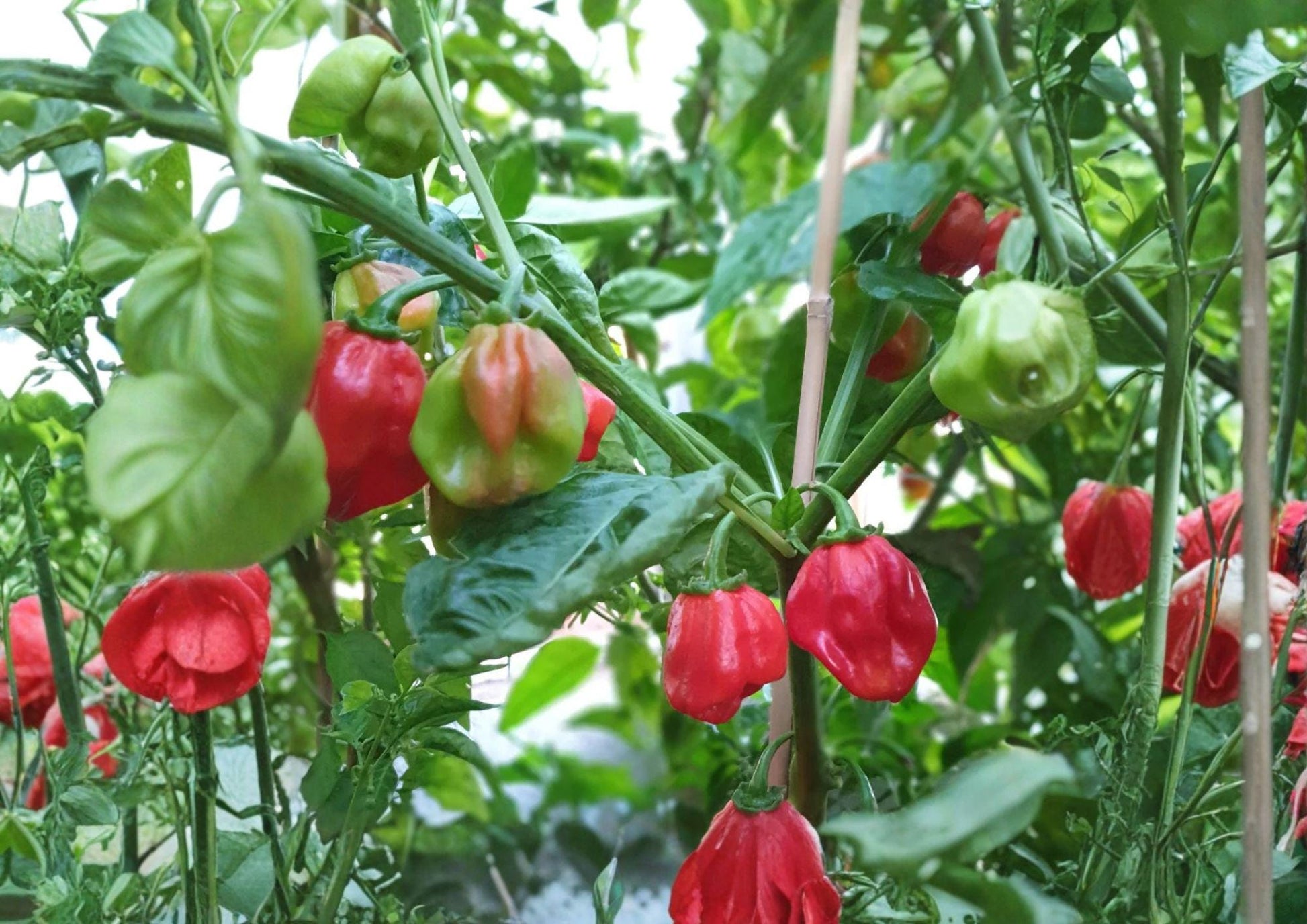 Caribbean Red Habanero Pepper Seeds - 25 Heirloom Seeds for Extra Hot Tropical Chili Peppers - Capsicum chinense