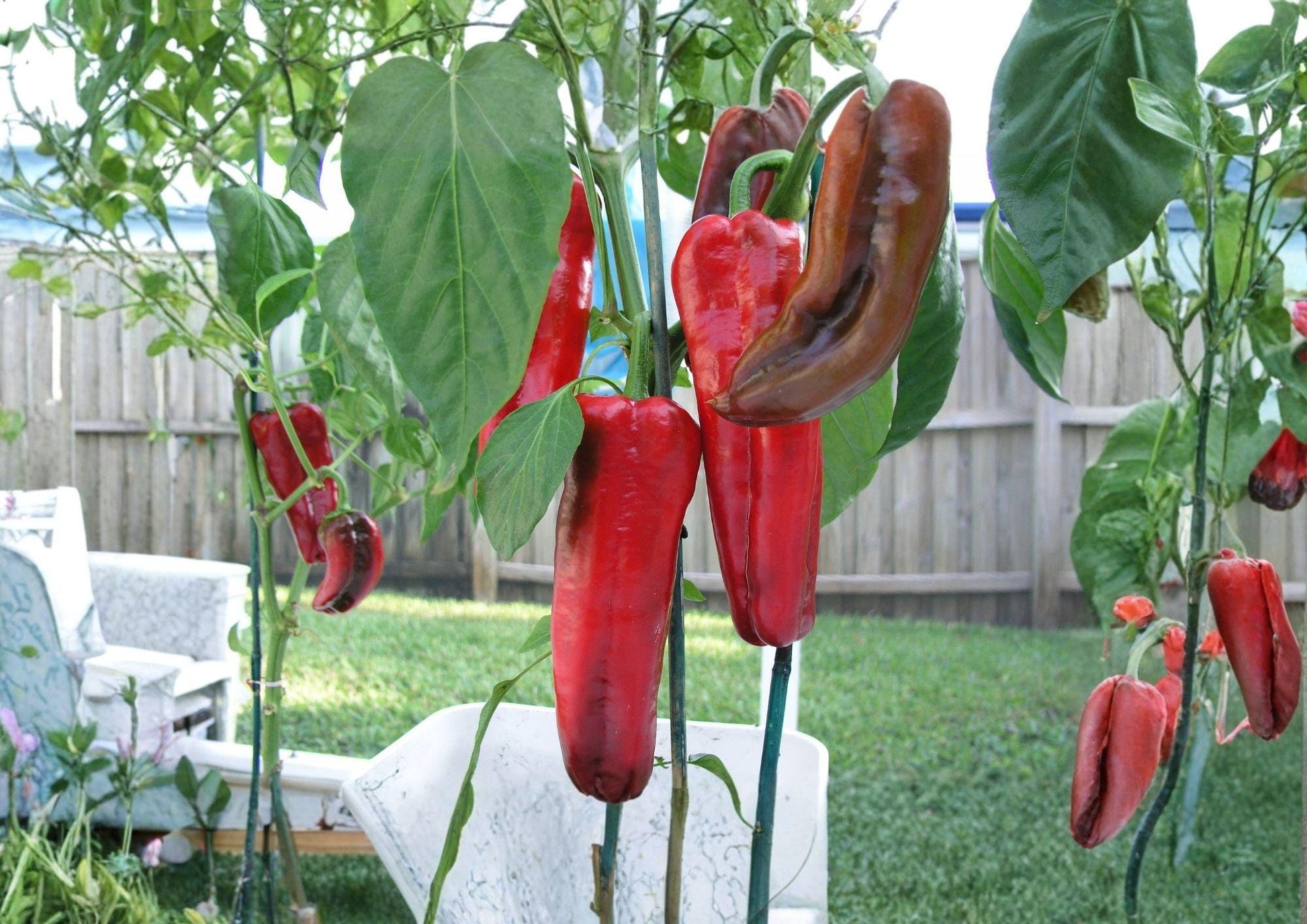 Giant Marconi Pepper Seeds – Heirloom Italian Sweet Variety (25 Seeds) – Capsicum annuum