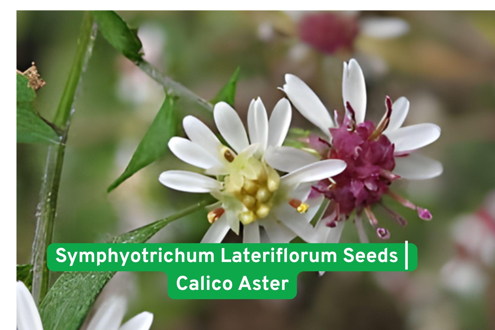 Calico Aster Seeds | Symphyotrichum Lateriflorum | Native Perennial Wildflower | Late-Season Pollinator Support