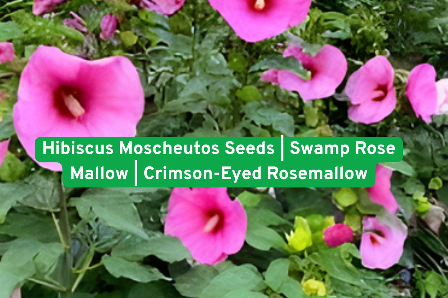 Hibiscus Seeds | Swamp Rose Mallow | Crimson-Eyed Rosemallow | Hibiscus moscheutos | Perennial Flowering Plant for Gardens