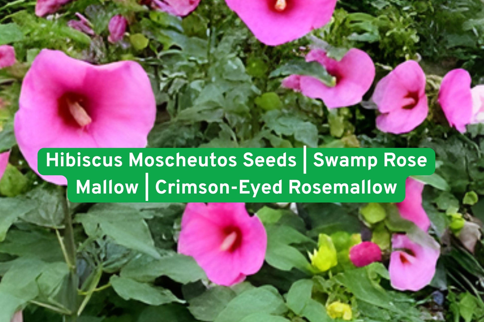 Hibiscus Seeds | Swamp Rose Mallow | Crimson-Eyed Rosemallow | Hibiscus moscheutos | Perennial Flowering Plant for Gardens