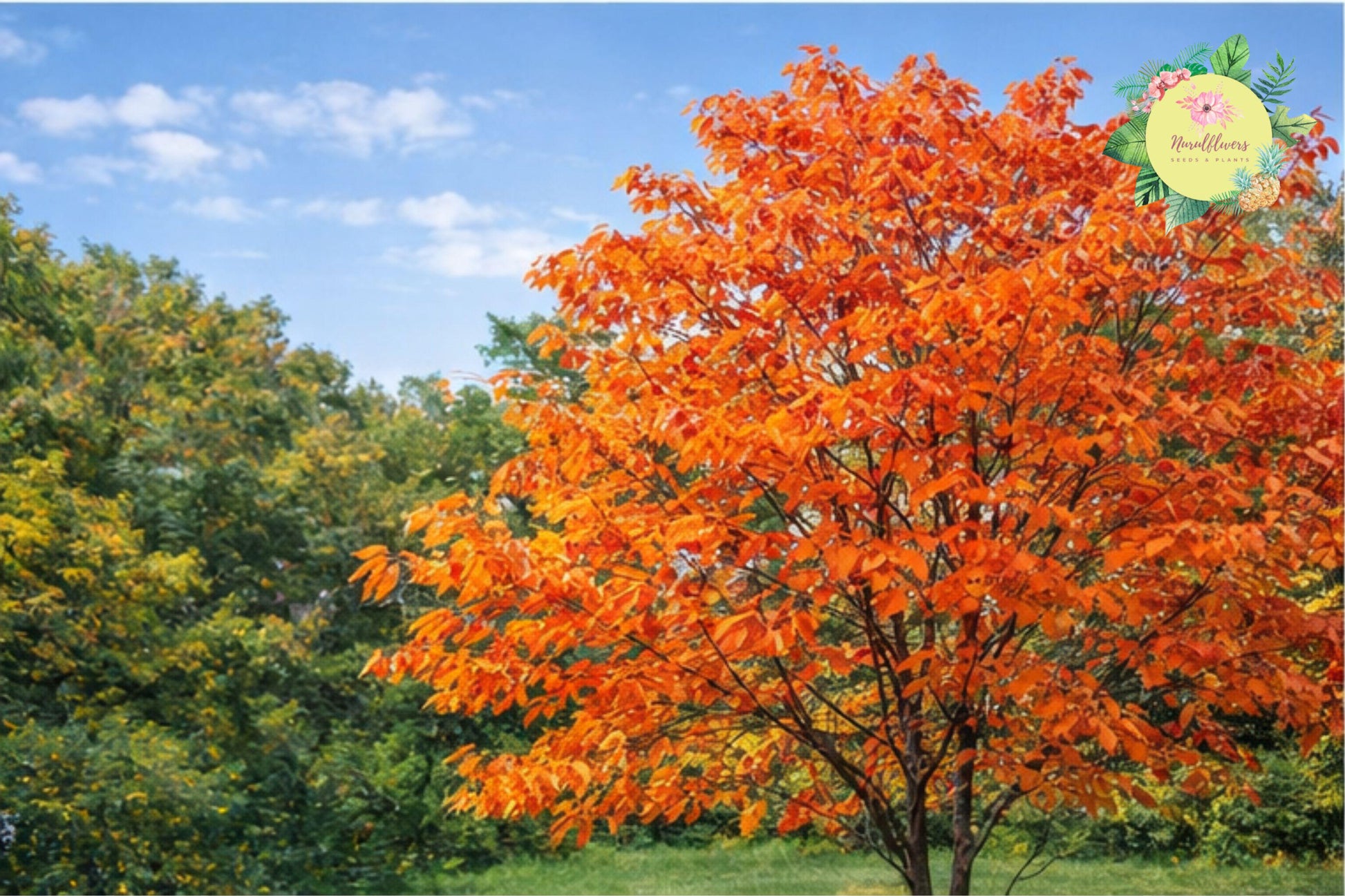 Sassafras Tree 2 Bare Root - Sassafras Albidum - Fragrant Leaves, Vibrant Fall Colors, Native North American Plant