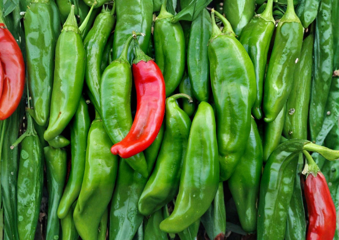 Sandia Hot Pepper Seeds - Heirloom New Mexico Red Green Chili - Non-GMO, Organic Gardening, Capsicum annuum