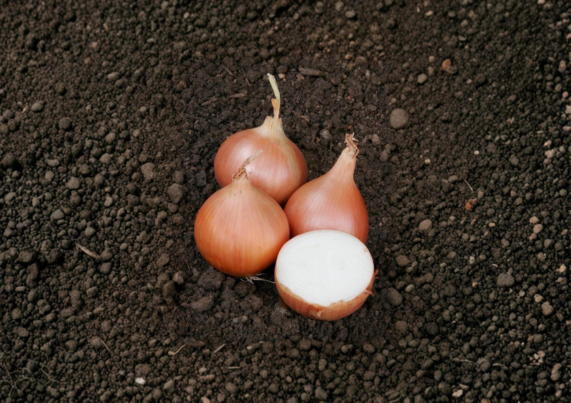 Texas Grano 502 Onion Seeds - 50 Heirloom Seeds for Sweet Yellow Onions - Allium cepa - New Harvest Quality