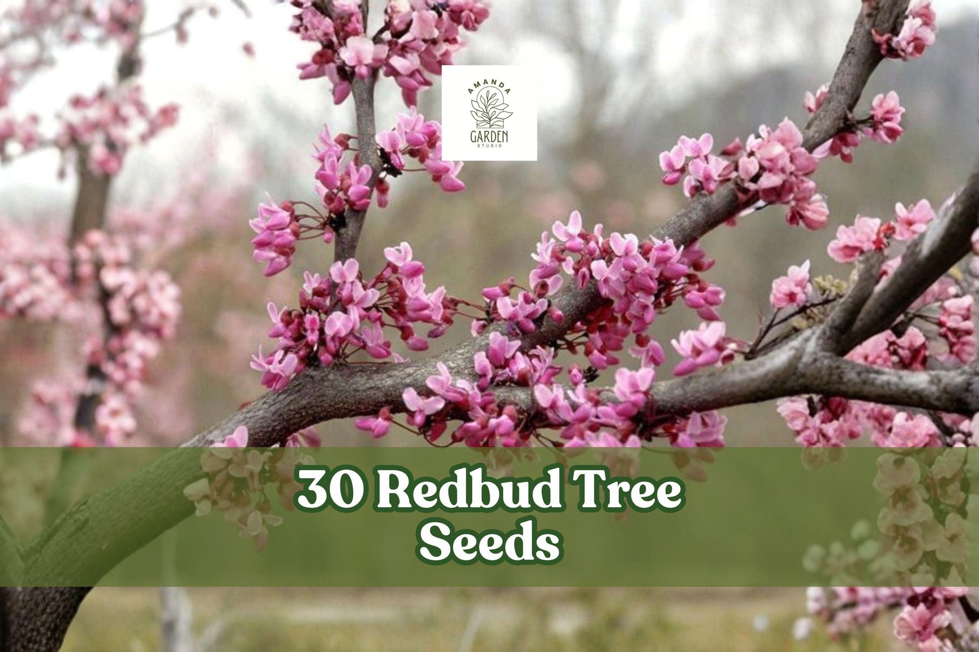 30 Redbud Tree Seeds for Planting - Pink to Purple Blooms - Cercis spp. - Deciduous Flowering Tree for Yards & Gardens