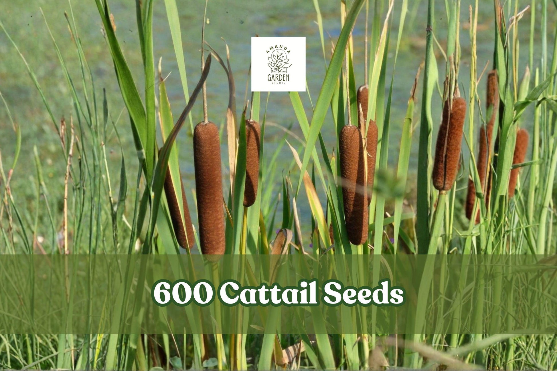 Cattail Seeds for Planting - 600 Count - Wetland Grass Plant - Typha spp. - Ideal for Ponds & Water Gardens