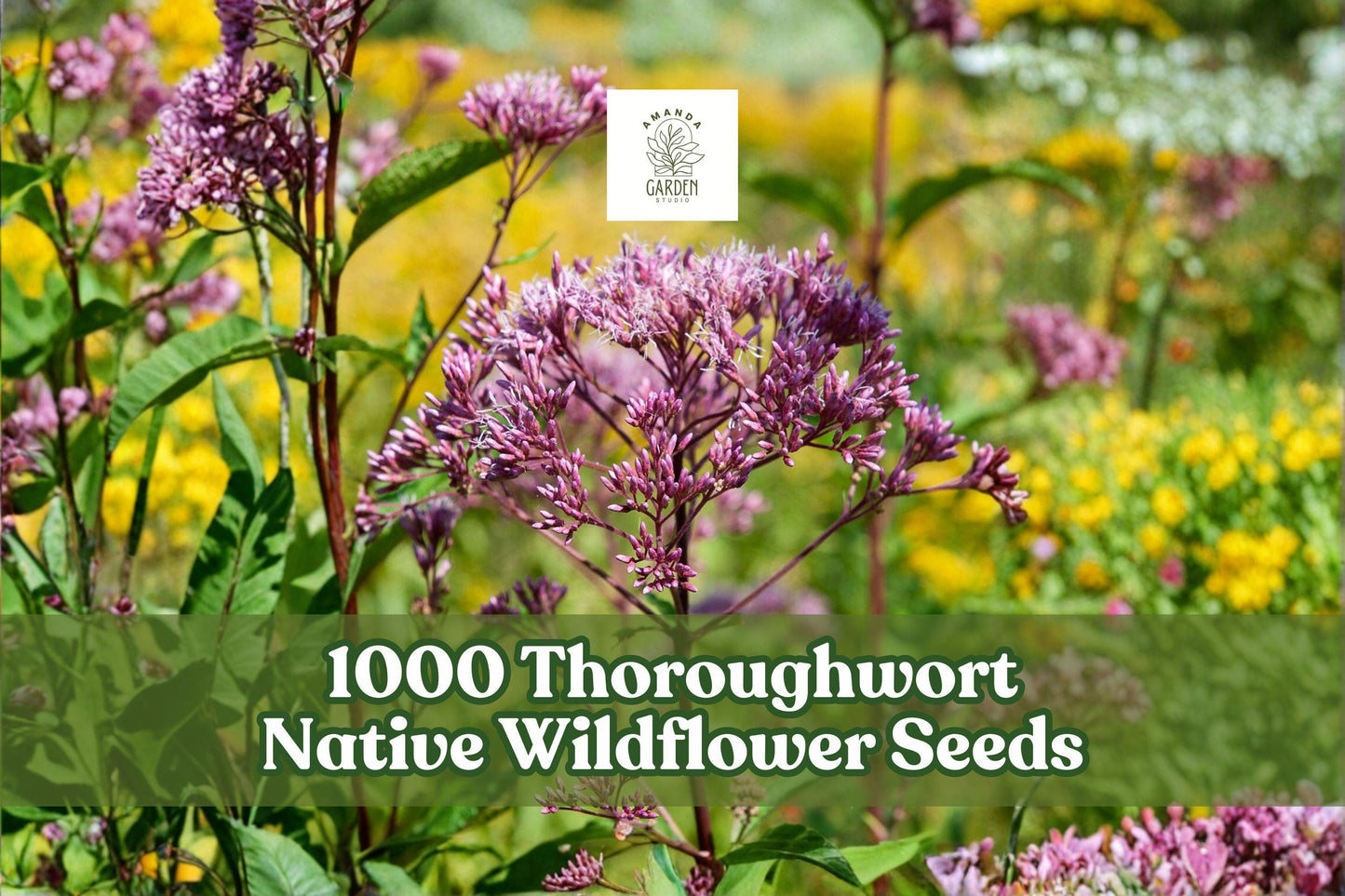 Thoroughwort Seeds - 1000 Perennial Wildflower Seeds - Eupatorium perfoliatum - Native Pollinator-Friendly Garden Planting