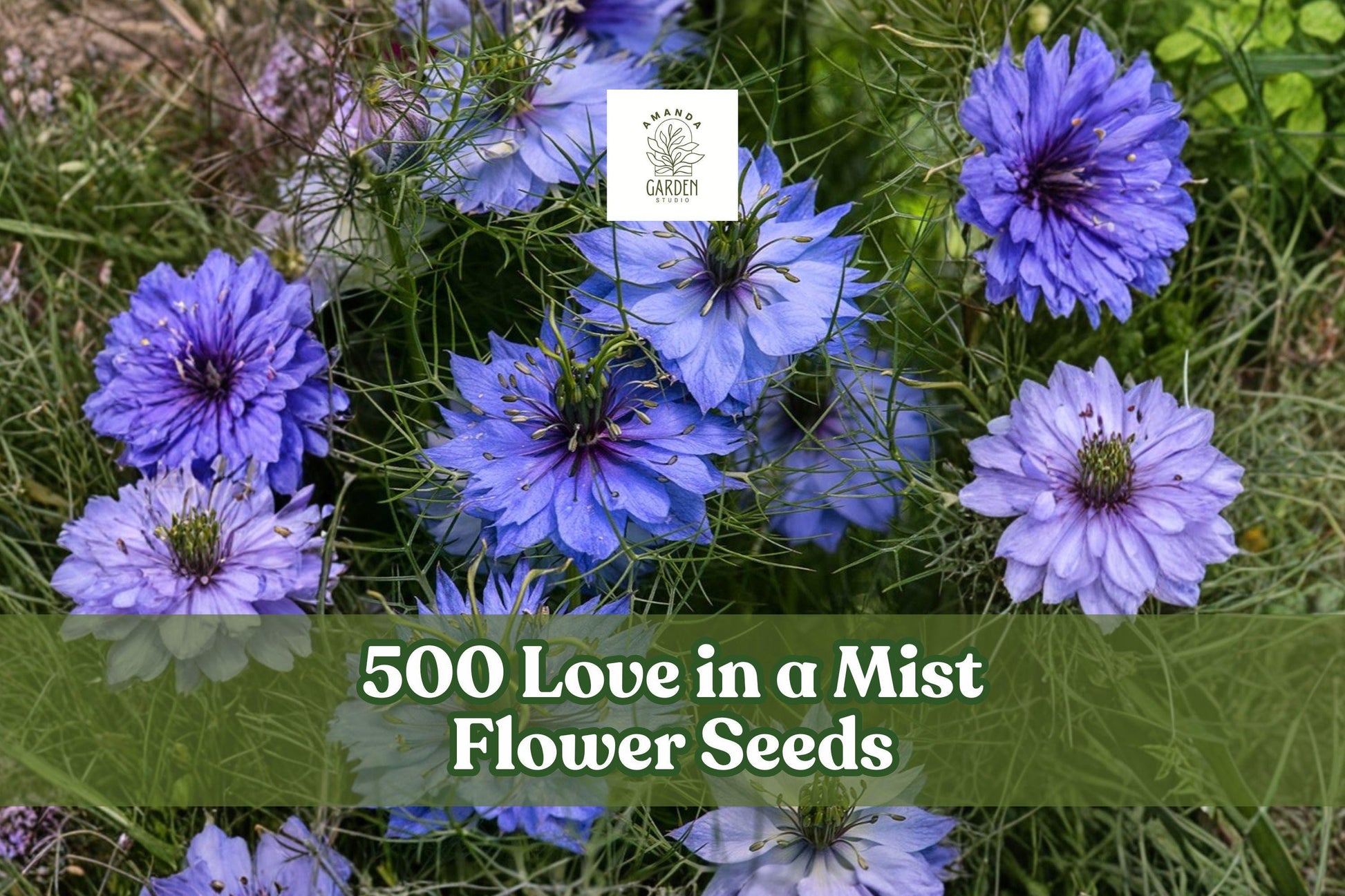 500 Love in a Mist Flower Seeds for Planting, Nigella damascena, Blue/White Ornamental Annual, Easy to Grow for Gardens