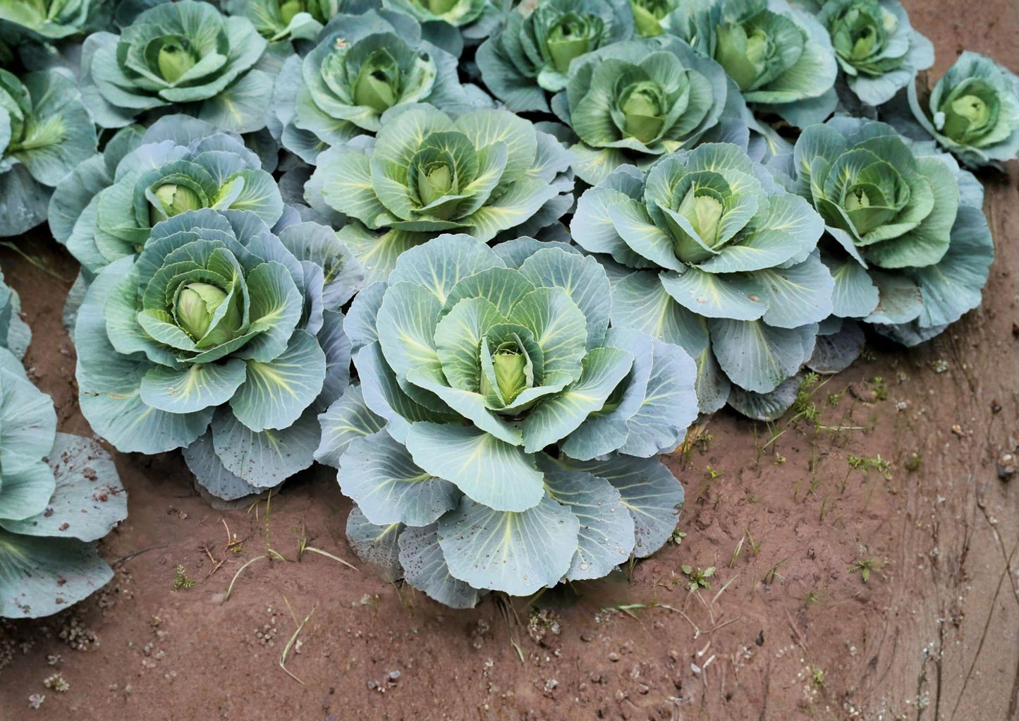 Danish Ballhead Cabbage Seeds - 500 Heirloom Vegetable Seeds for Easy Garden Growing - Brassica Oleracea