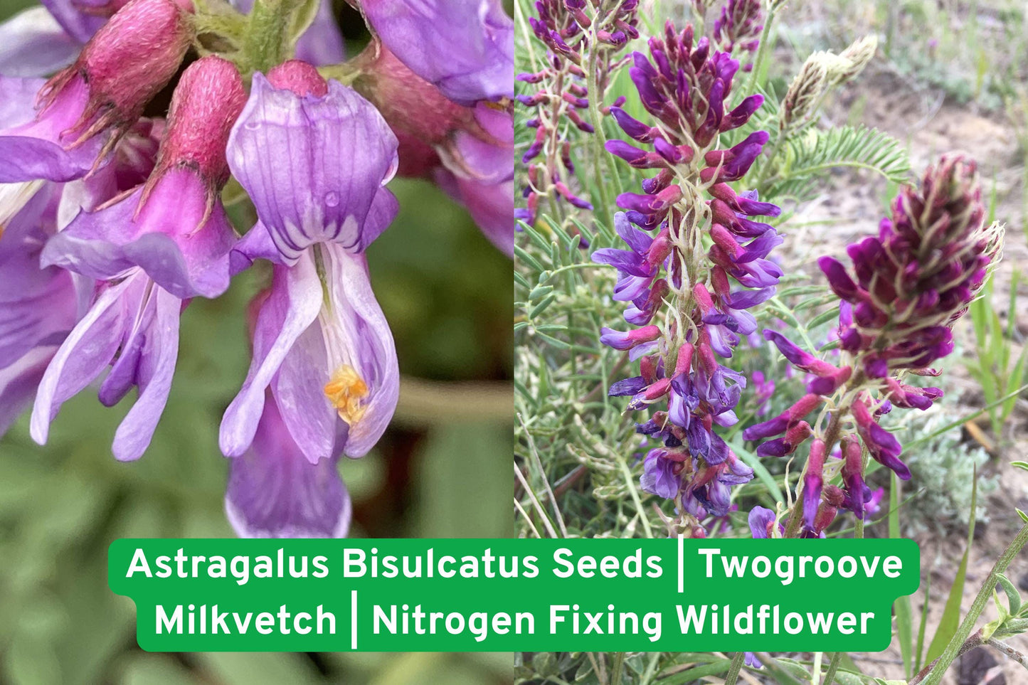 Astragalus Bisulcatus Seeds | Twogroove Milkvetch | Nitrogen-Fixing Wildflower | Native Prairie Legume for Pollinator Gardens