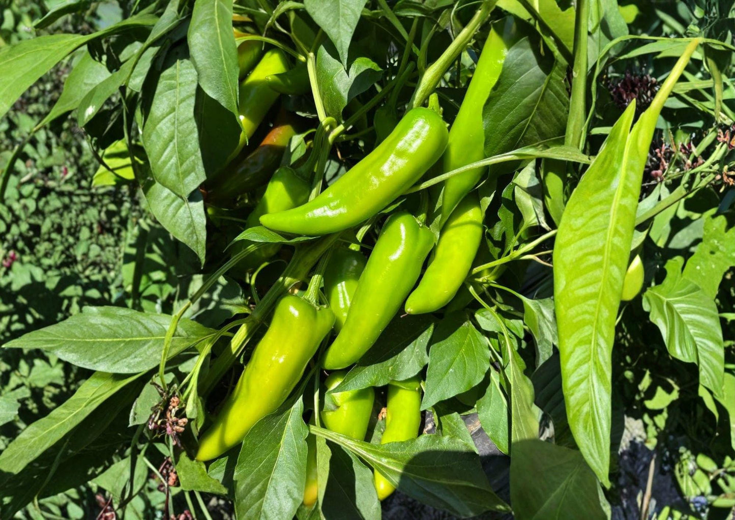 Hatch Rattlesnake Pepper Seeds - Heirloom New Mexico Chili - Spicy Garden Seeds (25 Seeds) - Capsicum annuum