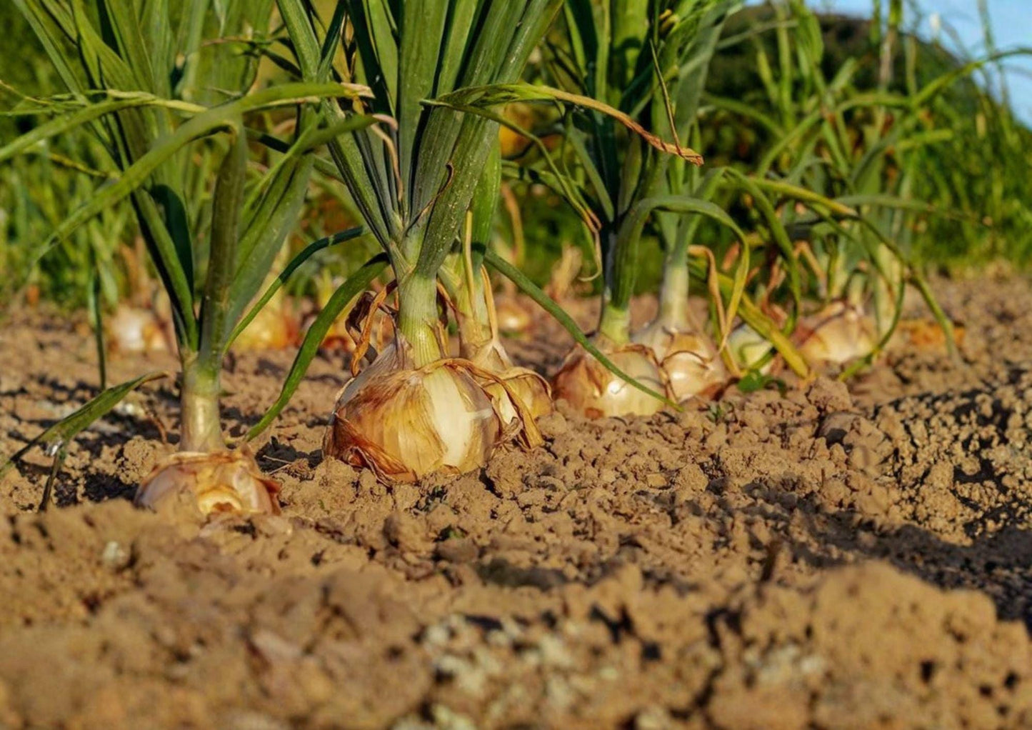 Walla Walla Sweet Onion Seeds - 50 Heirloom Vegetable Seeds for Mild Yellow Bulbs - Allium cepa - Bloom Haven Nursery