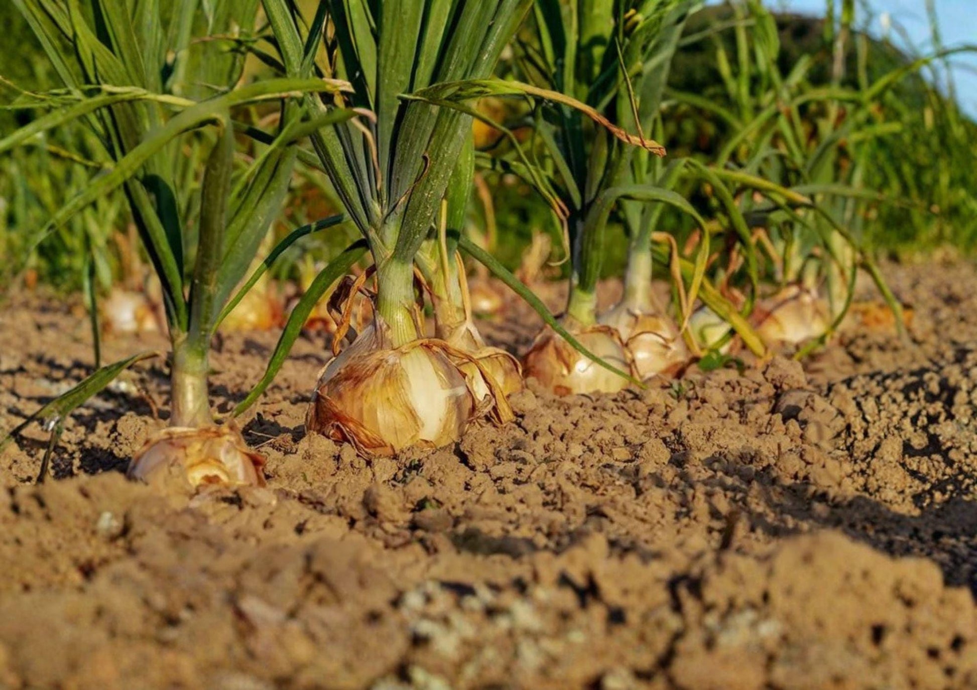 Walla Walla Sweet Onion Seeds - 50 Heirloom Vegetable Seeds for Mild Yellow Bulbs - Allium cepa - Bloom Haven Nursery