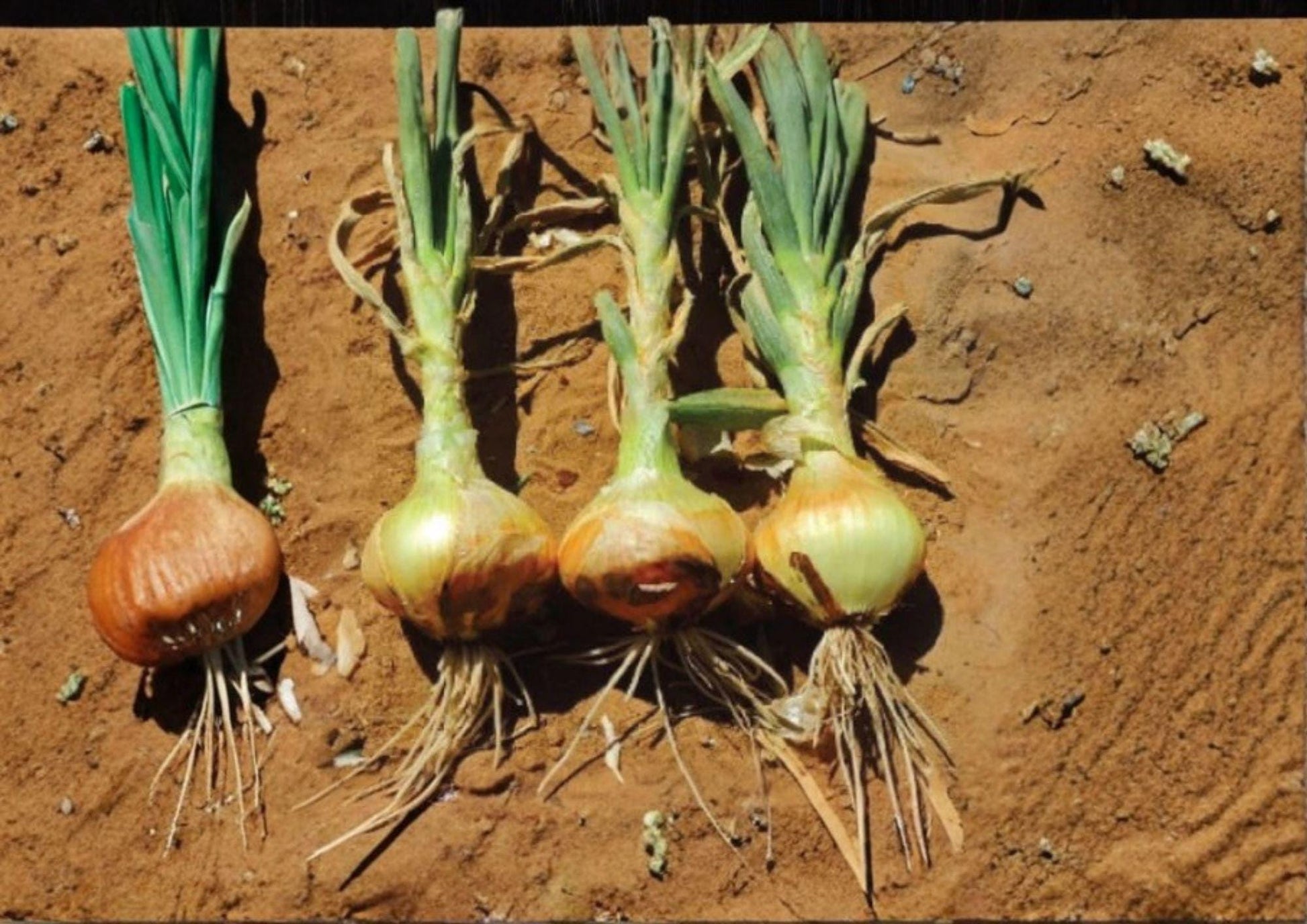 Onion Seeds - 50 Heirloom Utah Yellow Sweet Spanish - Non-GMO Vegetable Garden Seeds - Allium cepa