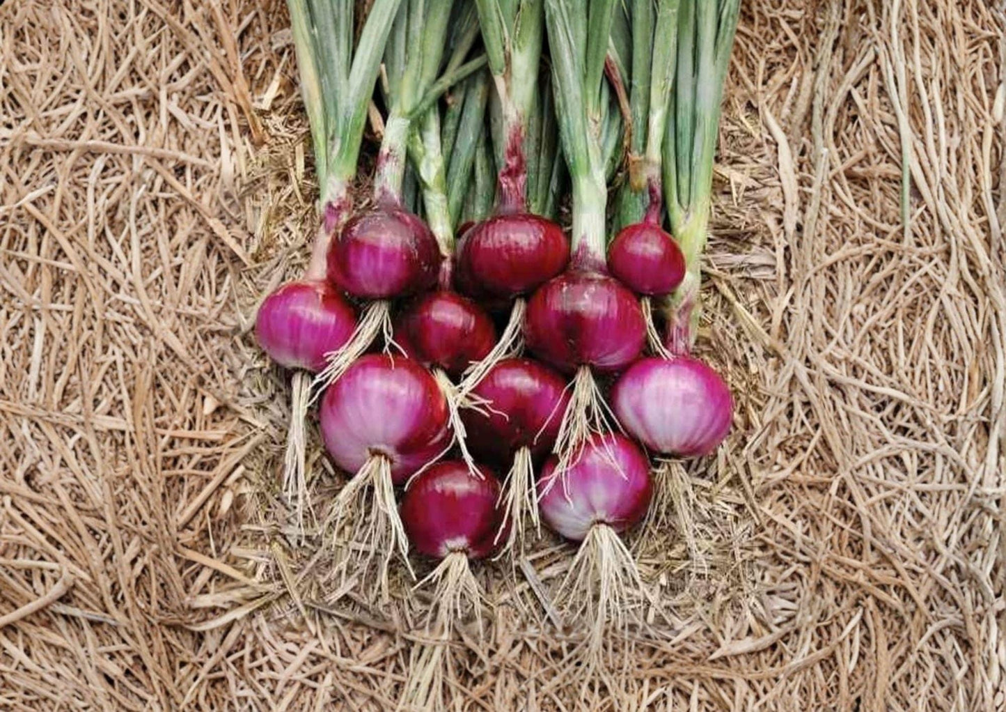 Southport Red Globe Onion Seeds - 50 Heirloom Vegetable Seeds for Storage Bulbs - Fast Growing Allium cepa