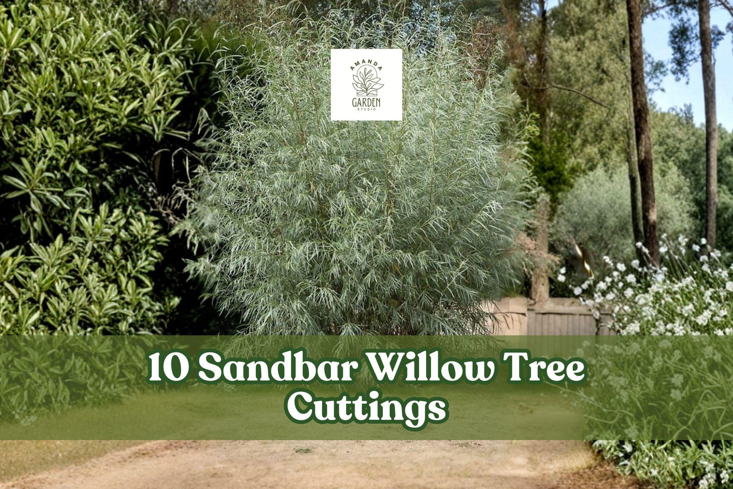 10 Sandbar Willow Cuttings for Planting | Salix exigua | Deciduous Tree | Coyote Willow | Moist Soil | Full Sun to Partial Shade