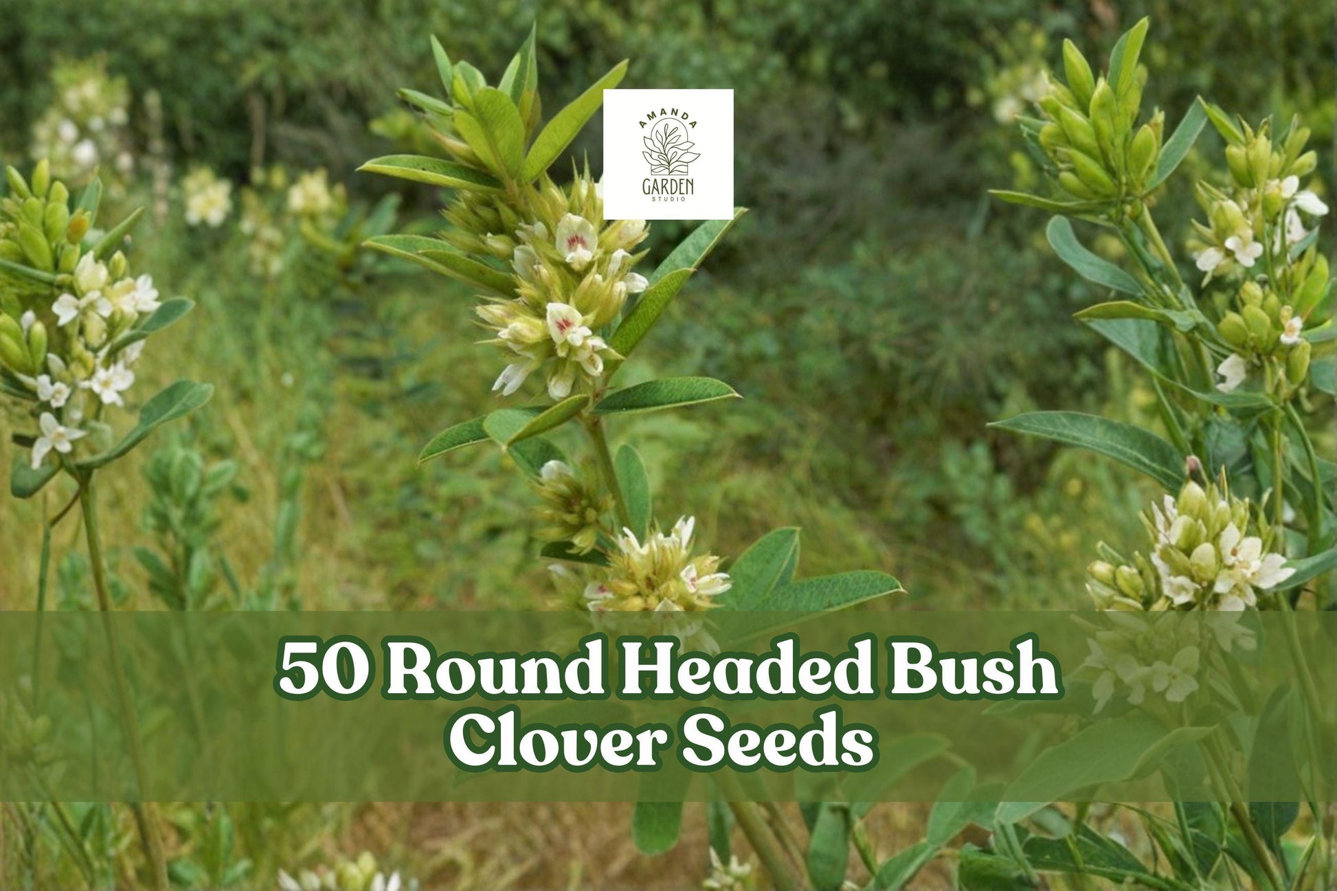 50 Round-Headed Bush Clover Seeds for Planting - Lespedeza capitata - Cream Flowers with Pink Centers - Native Perennial Wildflower