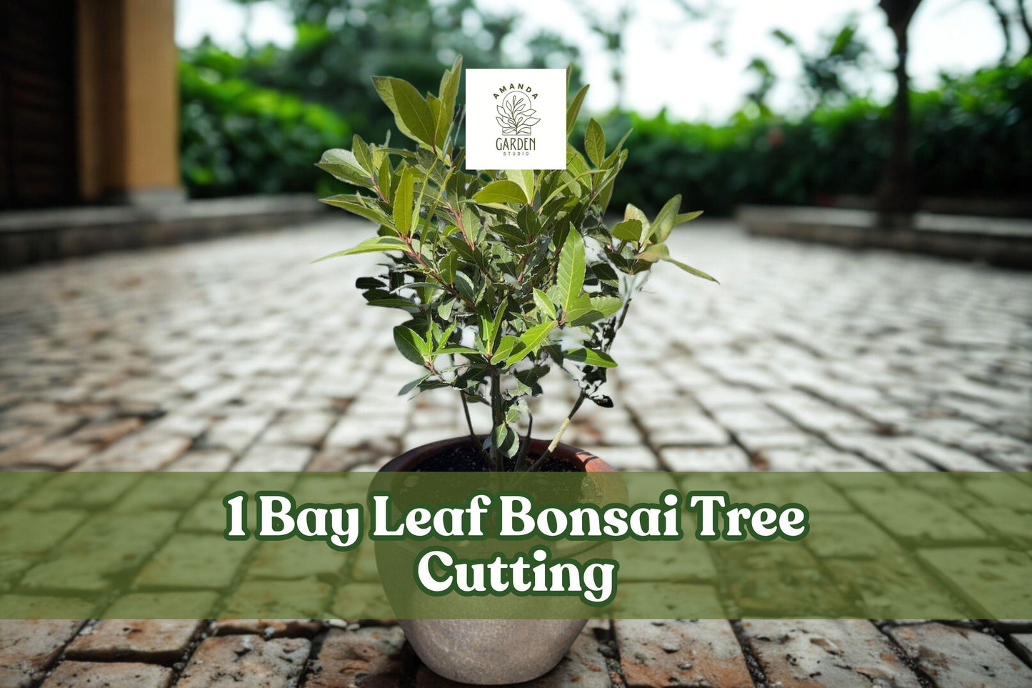 Bay Leaf Bonsai Cutting | Live Ornamental Starter | Thick Trunk | Laurus nobilis | Ideal for Indoor/Outdoor Bonsai Training