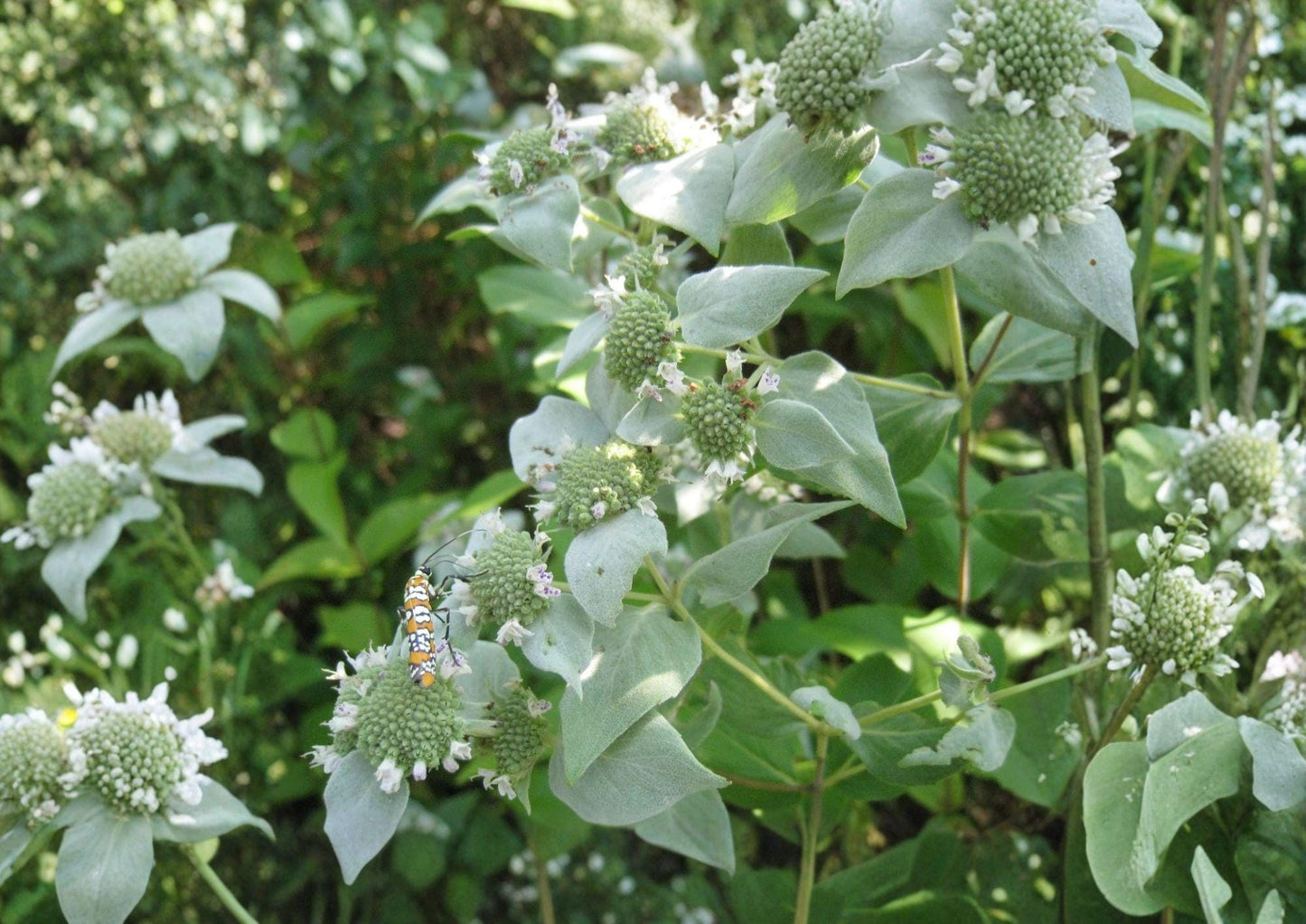 Mountain Mint Herb Seeds – Heirloom Aromatic Perennial, Pollinator Friendly, Mentha longifolia - New Harvest Quality