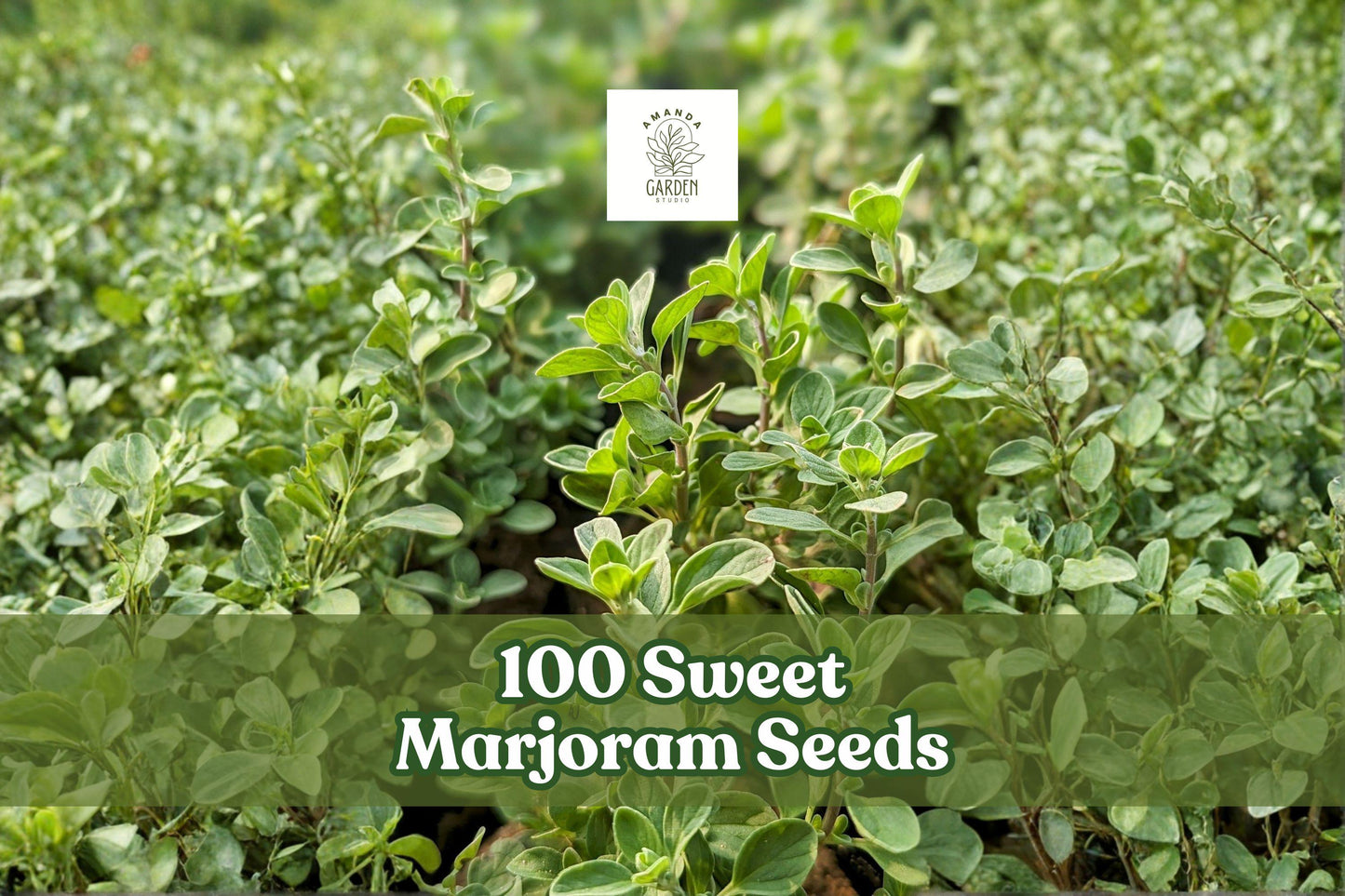 100 Sweet Marjoram Seeds - Origanum Majorana Culinary Herb - Aromatic Green Perennial for Herb Gardens and Containers