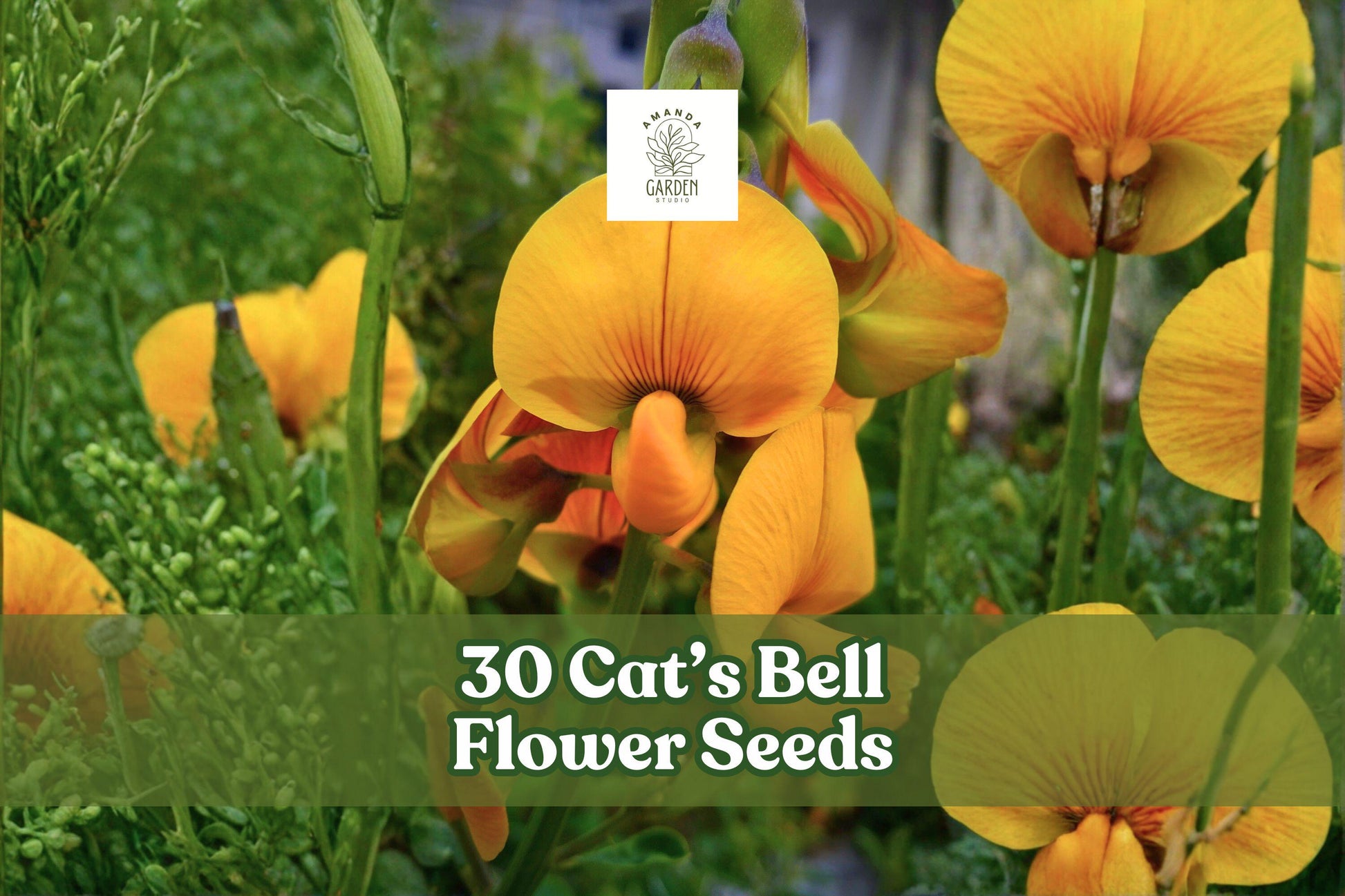 30 Cat’s Bell Flower Seeds - Crotalaria Spectabilis - Bright Yellow Blooms for Tropical Gardens - Annual Ornamental Plant