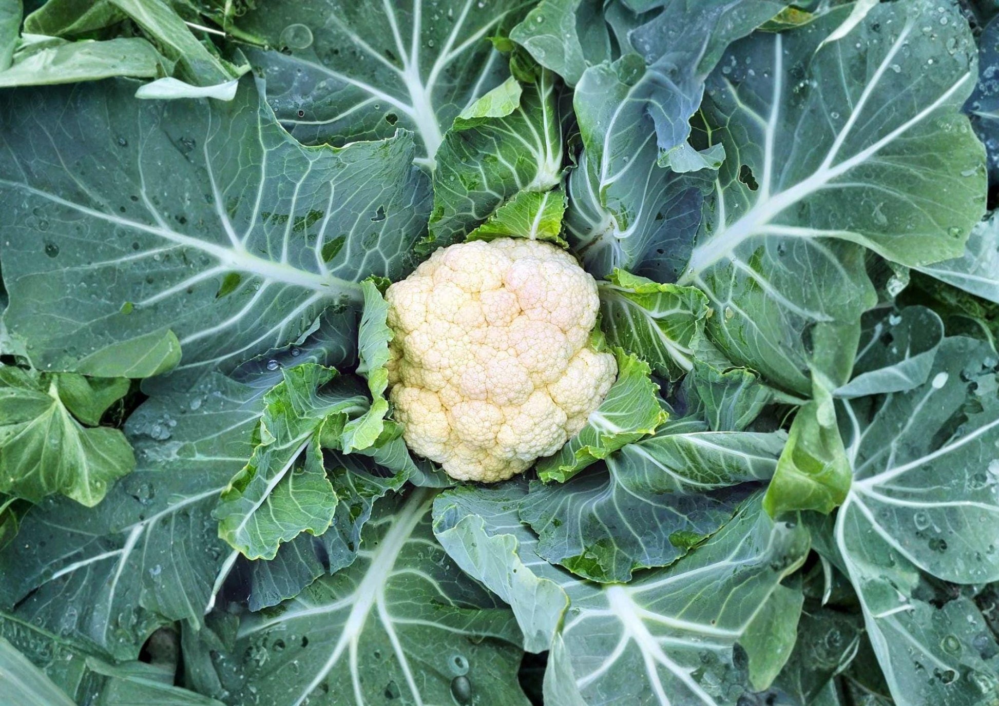 Self Blanching Cauliflower Seeds - 500 Heirloom Vegetable Seeds for Spring & Fall Gardens - Brassica oleracea