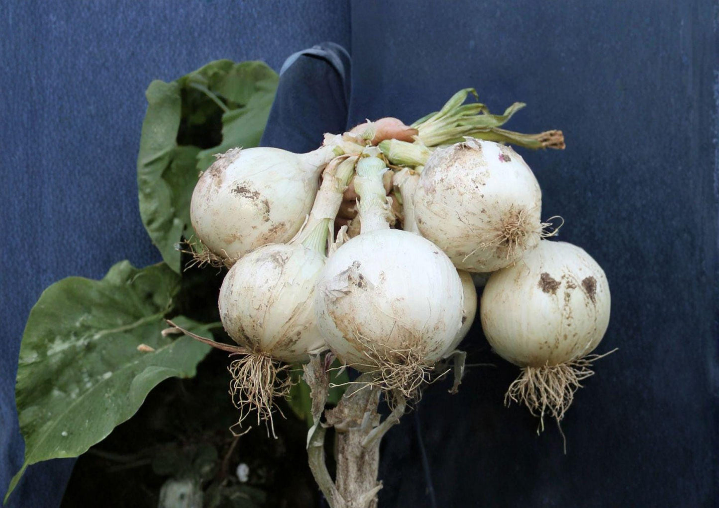 Ringmaster Onion Seeds - 50 Heirloom Vegetable Seeds, Large Mild White Bulbs, Allium cepa