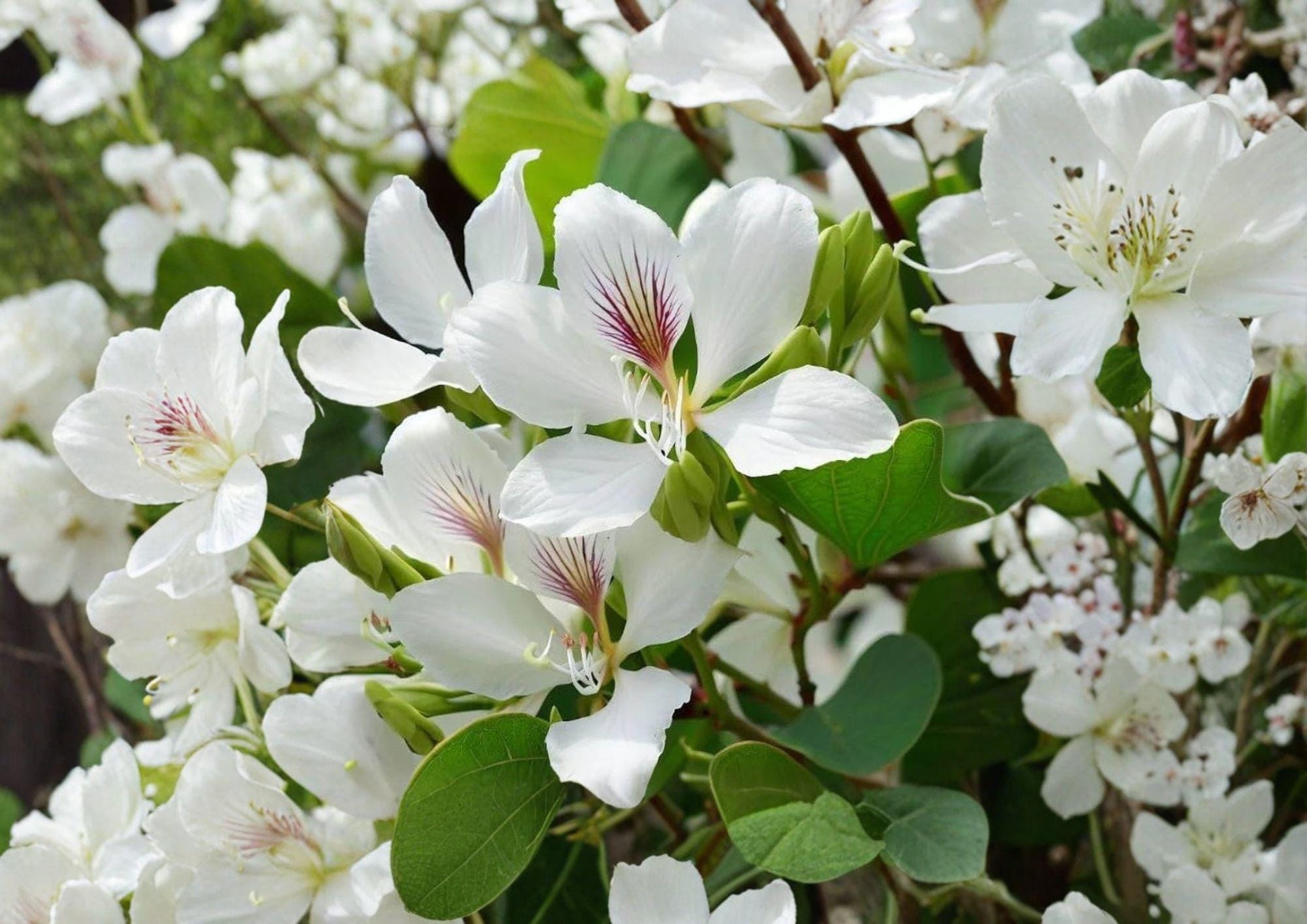 Bauhinia Alba Seeds - 10 Orchid Tree Seeds for White Blooms, Tropical Garden Plant, Butterfly Attracting