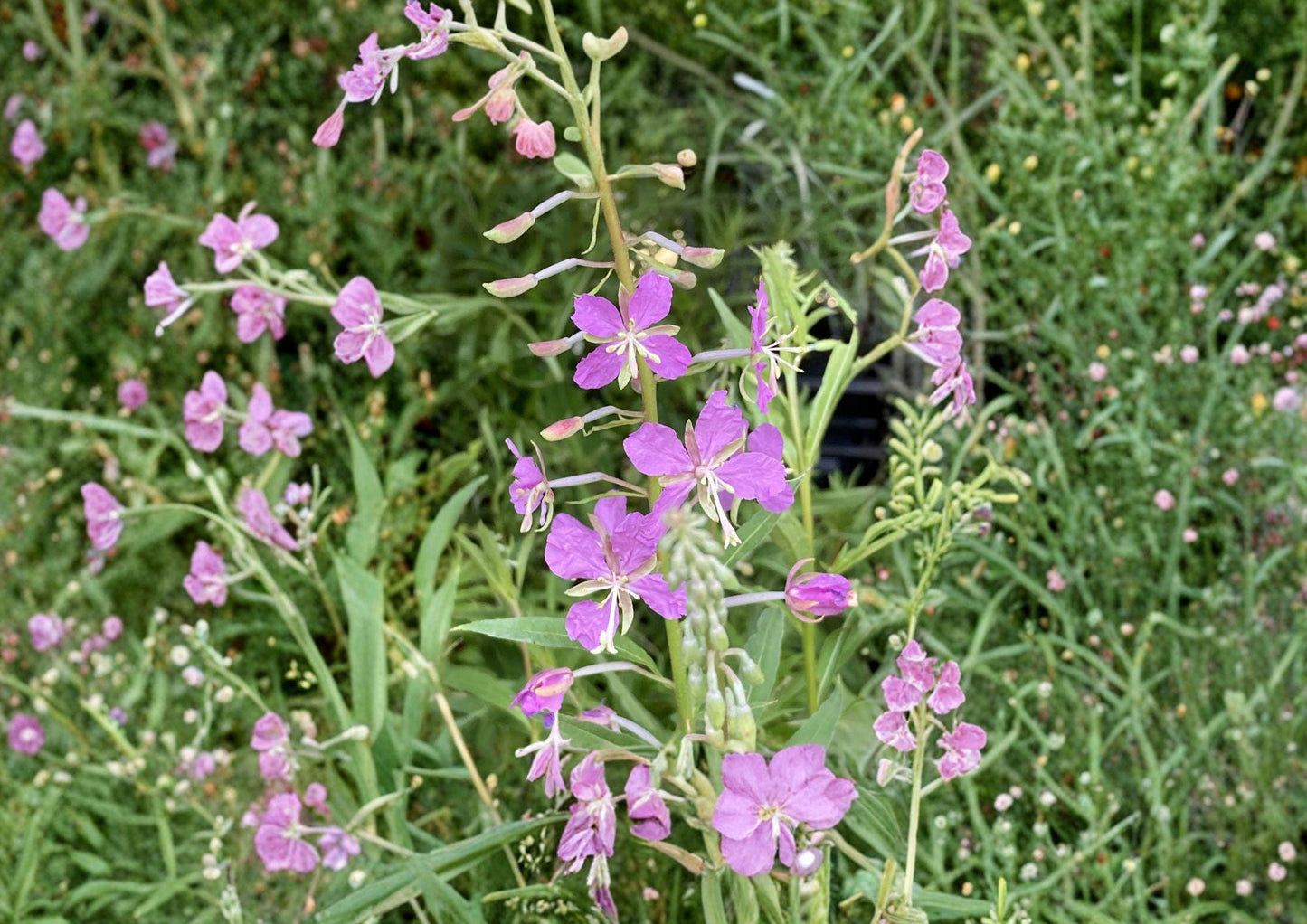 Fireweed Seeds - 100 Pack - Chamaenerion Angustifolium - Pink Spikes - Hardy Perennial Wildflower for Fast Growing Garden