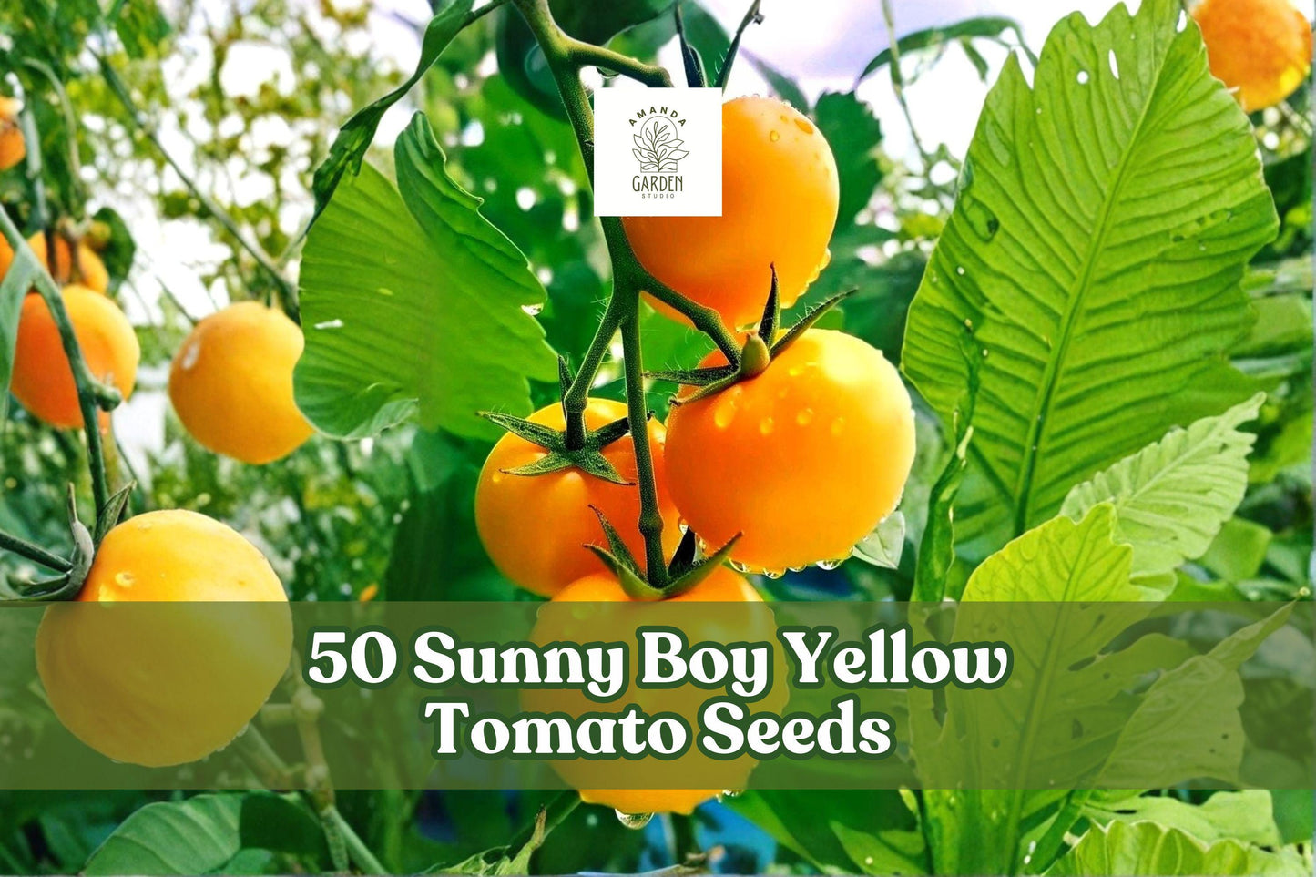 Sunny Boy Yellow Tomato Seeds - 50 Count for Garden Planting - Solanum lycopersicum - Bright Yellow Fruits for Warm-Season Gardens