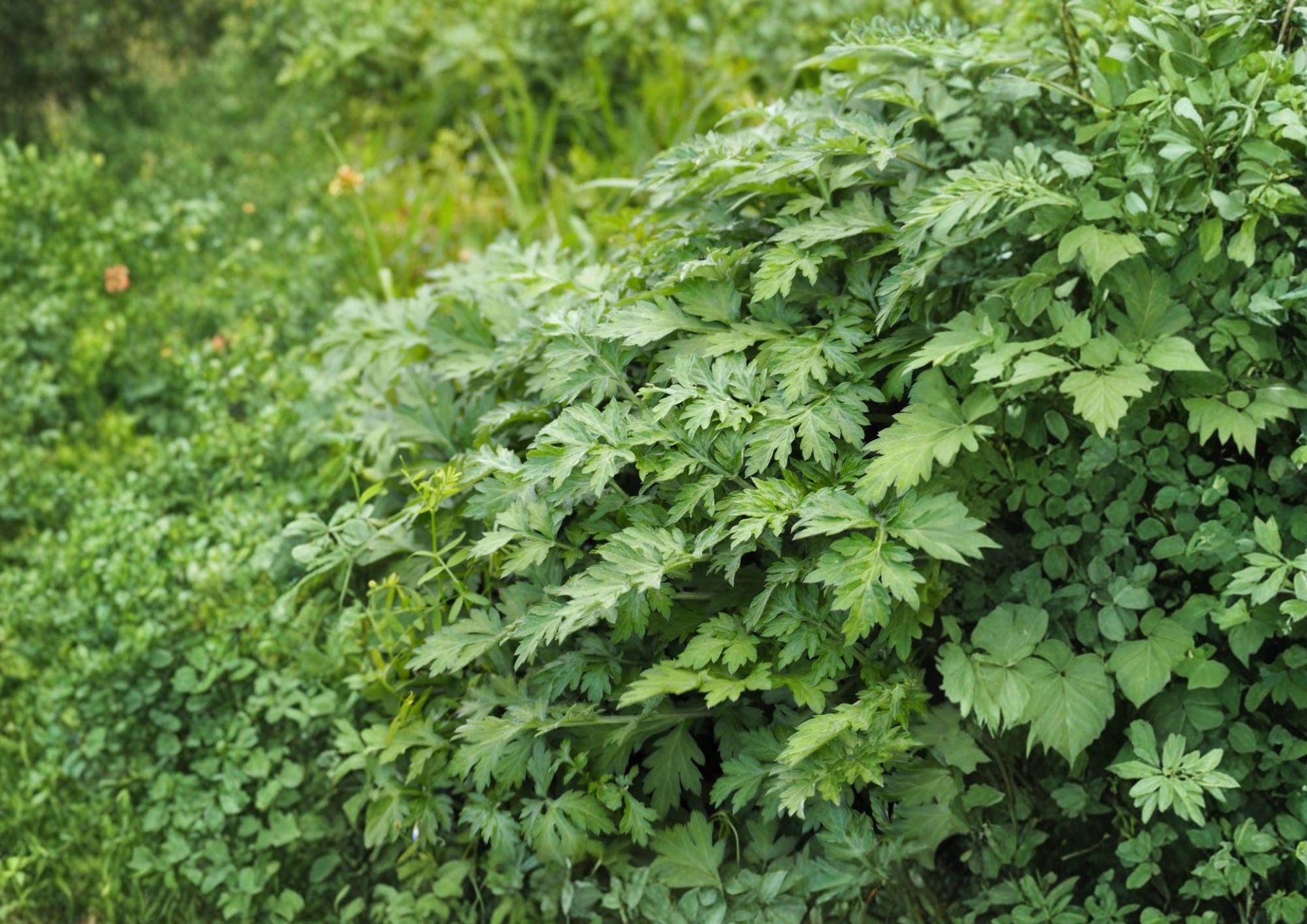 Japanese Mugwort Seeds - Heirloom Perennial Herb - Aromatic Yomogi Leaves (30 Seeds) - Artimesia princeps