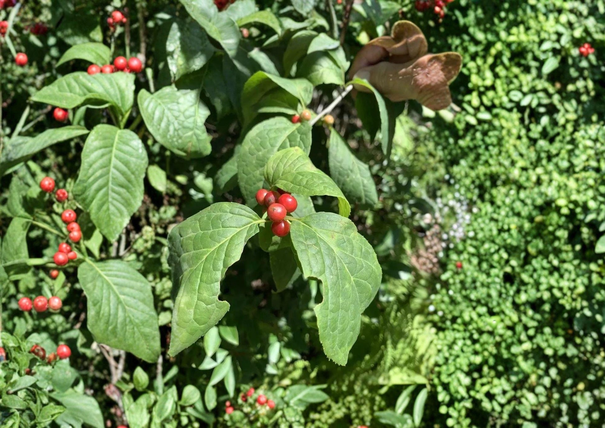 Ilex Montana Seeds - 25 Mountain Holly Tree Seeds, Native Evergreen Shrub for Wildlife Garden, Non-GMO