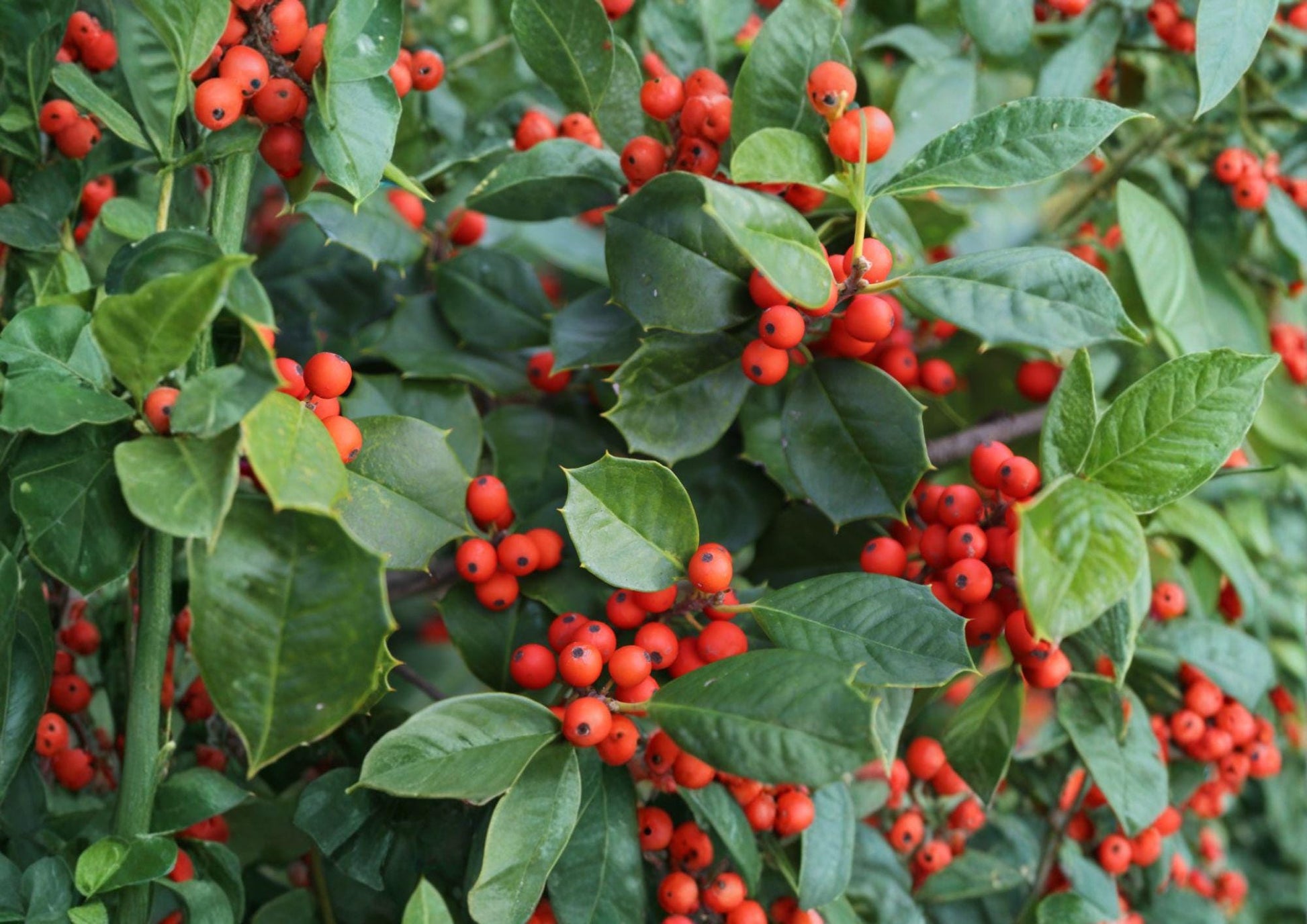 American Holly Tree Seeds - 25 Pack Ilex Opaca - Evergreen Red Berry Plants - Fast Growing