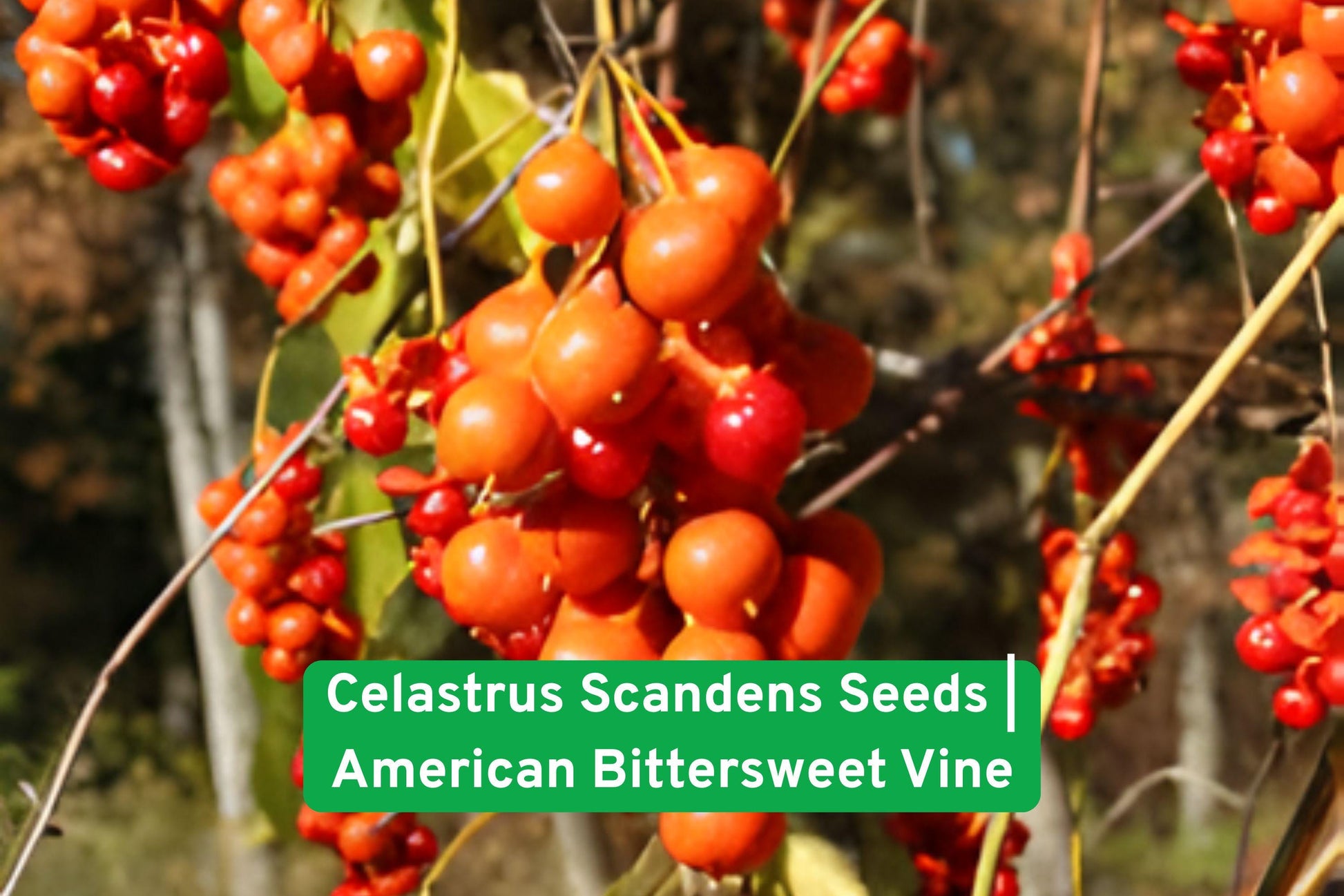 Celastrus Scandens Seeds | American Bittersweet Vine | Hardy Climbing Perennial | Attracts Wildlife & Birds