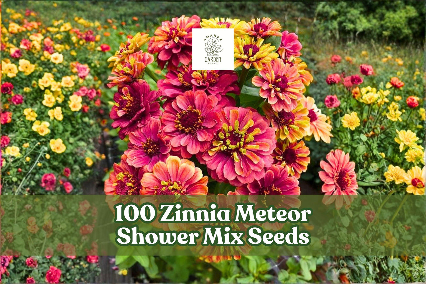 Zinnia Seeds - 100 Count Meteor Shower Mix - Colorful Annual Blooms - Zinnia elegans - Easy to Grow for Pollinator Gardens