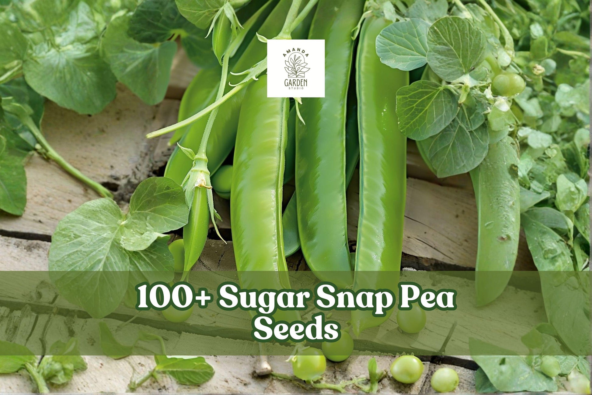 Sugar Snap Pea Seeds - 100+ Fresh Pisum Sativum - Sweet Crisp Pods for Backyard Vegetable Gardens - Cool Season Climbing Plant