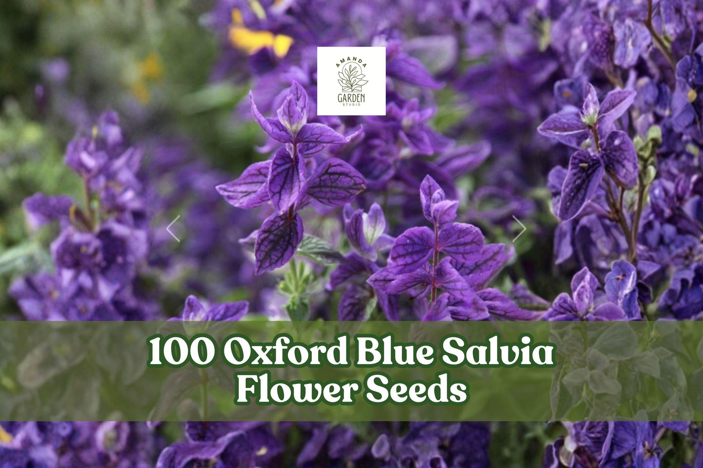 Oxford Blue Salvia Seeds - 100 Count - Annual Clary Sage - Salvia viridis - Deep Blue Flowering Plants for Garden and Cut Flowers