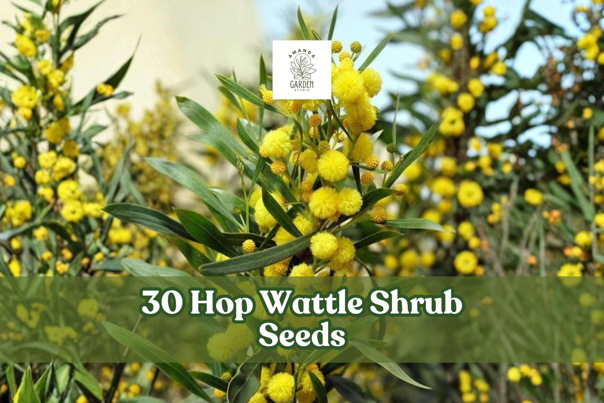 30 Hop Wattle Shrub Seeds for Planting, Ornamental Acacia stricta, Fine-Textured Foliage, Ideal for Gardens and Landscapes