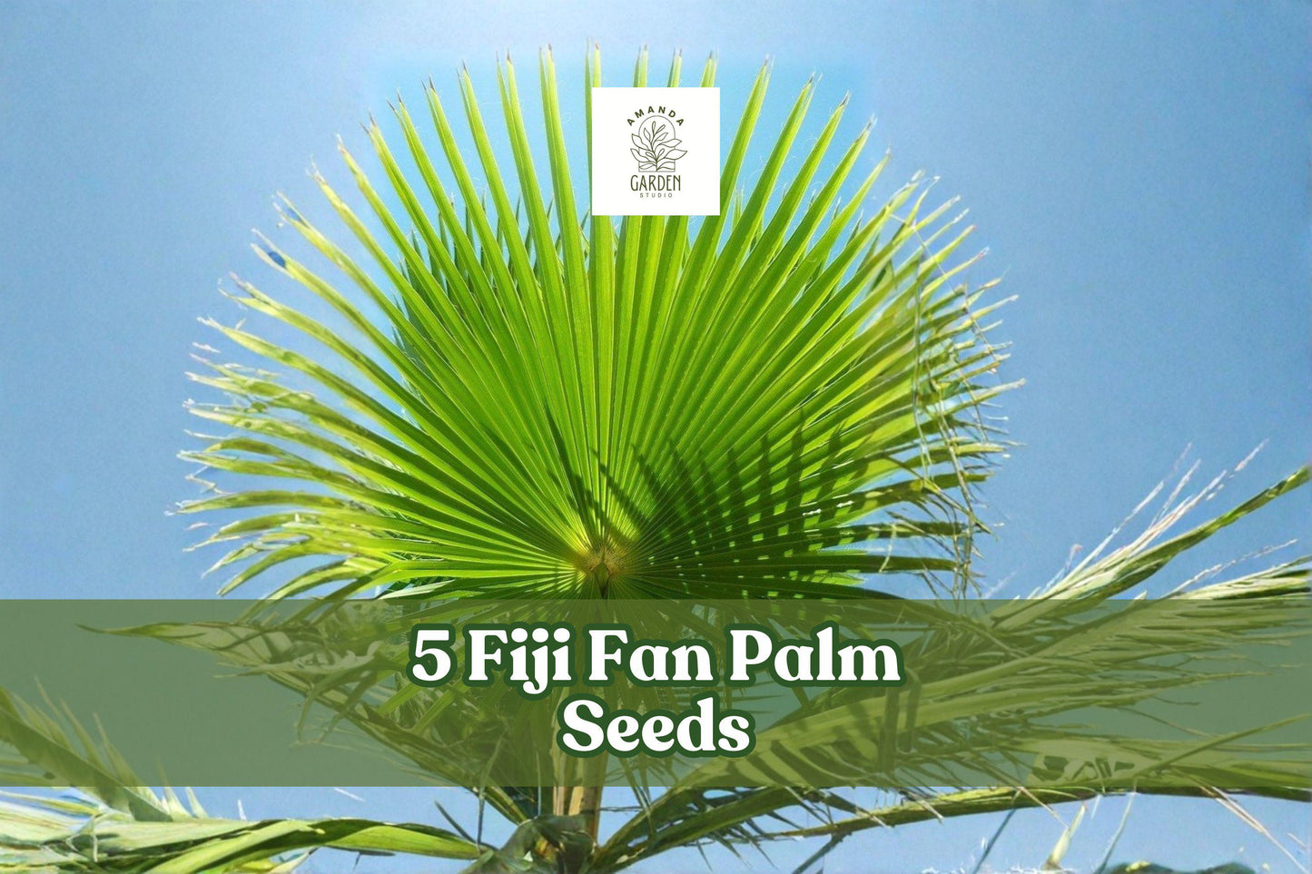 Fiji Fan Palm Seeds - 5 Pritchardia pacifica Seeds for Ornamental Planting - Tropical Palm with Large Fan-Shaped Leaves