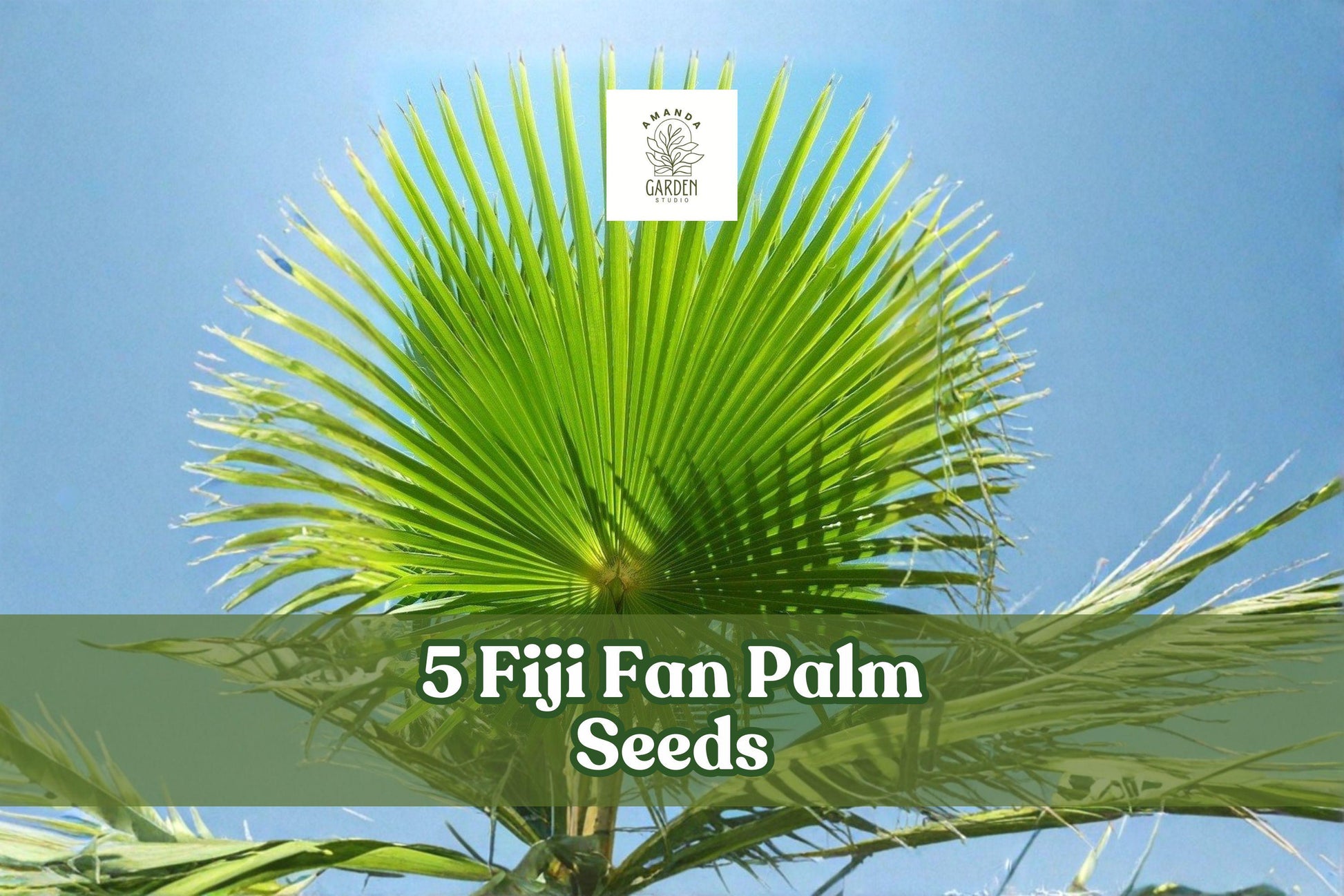 Fiji Fan Palm Seeds - 5 Pritchardia pacifica Seeds for Ornamental Planting - Tropical Palm with Large Fan-Shaped Leaves