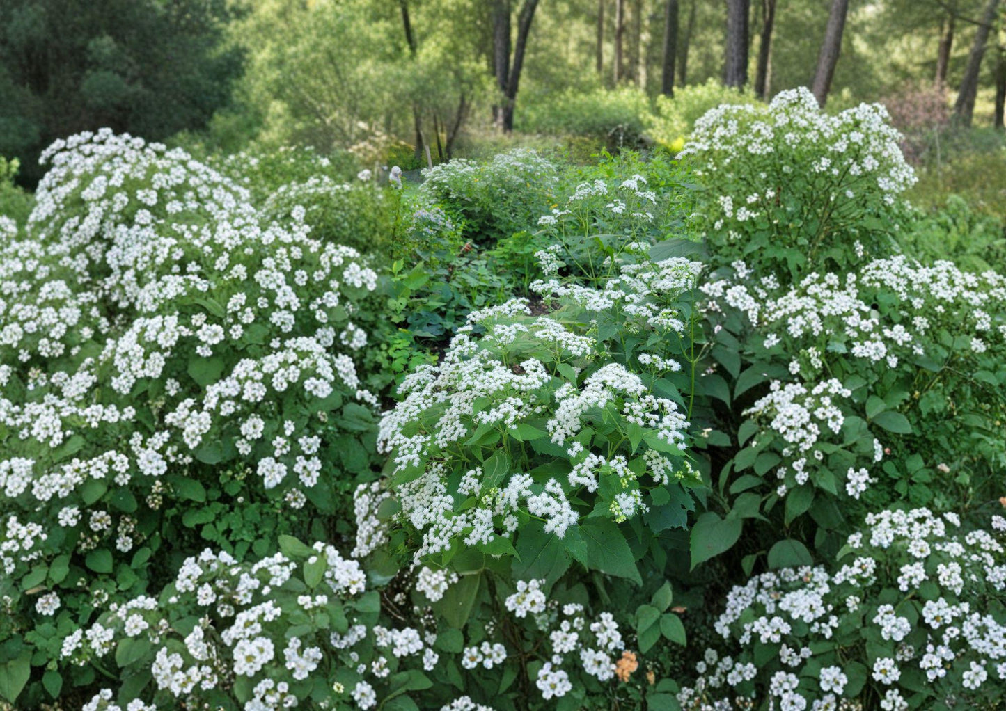 White Snakeroot Seeds - 500 Count - Ageratina altissima - Native Perennial Wildflower for Shade Gardens & Pollinators