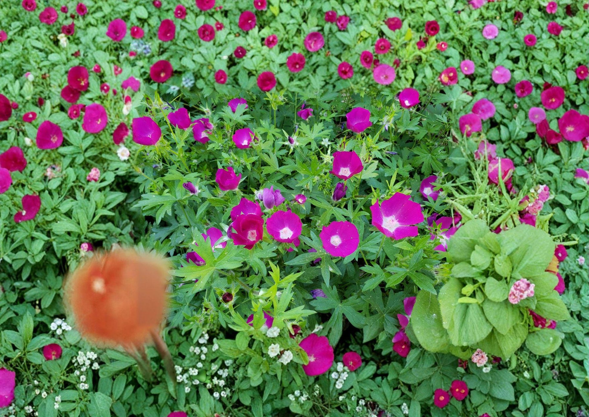 Callirhoe involucrata Seeds - 15 Purple Poppy Mallow for Trailing Native Ground Cover, Drought Tolerant Magenta Wildflower