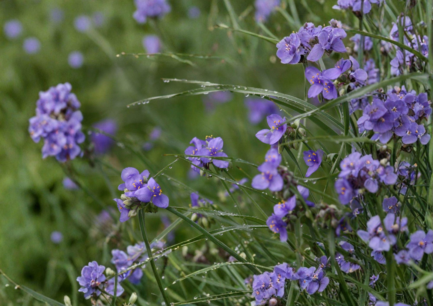 Western Spiderwort Seeds - 100 Count - Tradescantia occidentalis - Native Blue Prairie Wildflower, Hardy Perennial Pollinator Plant