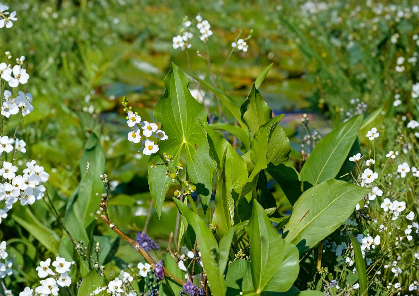 Common Arrowhead Seeds - 500 Count - Native Aquatic Wetland Plant, Duck Potato - Sagittaria latifolia