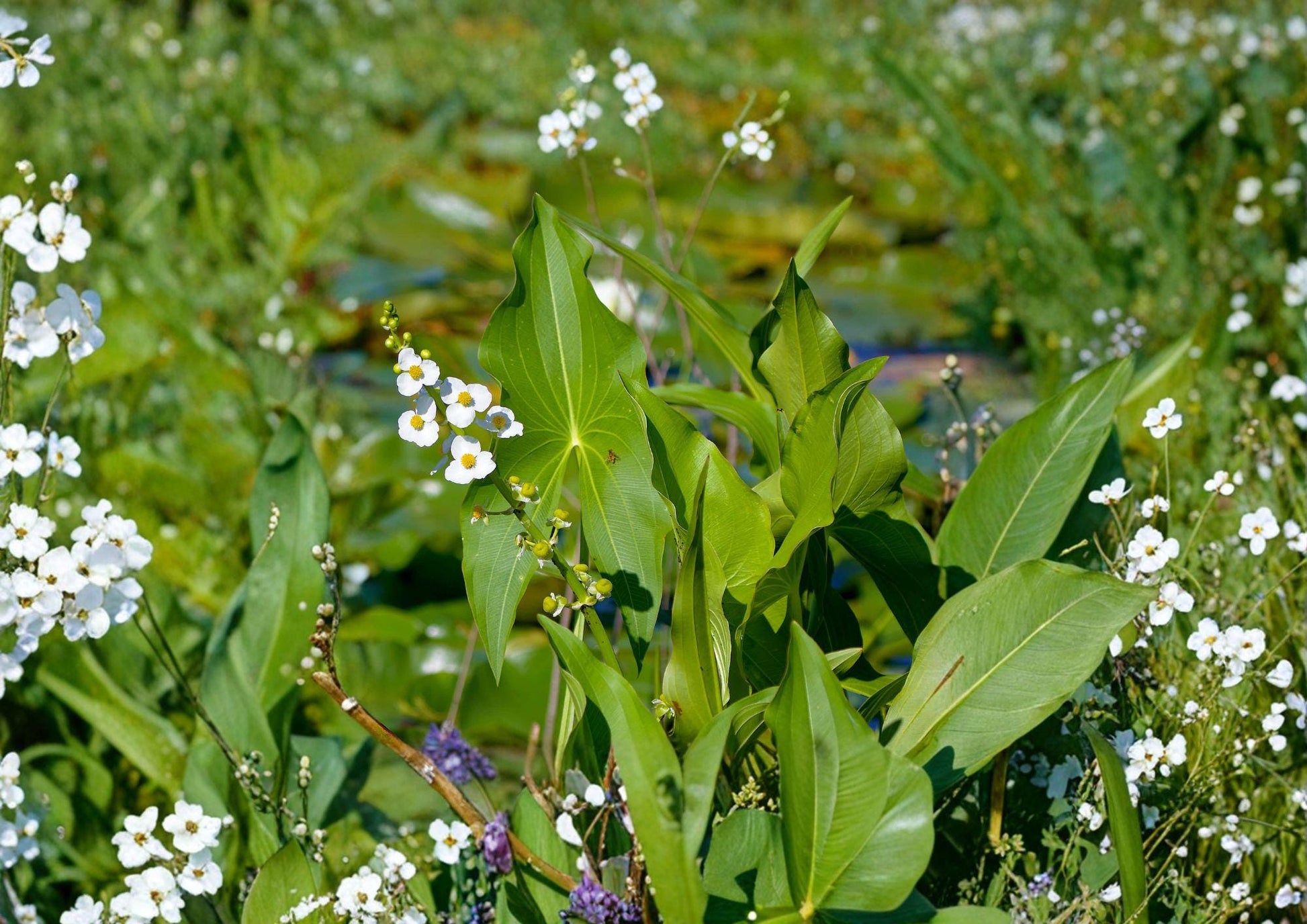 Common Arrowhead Seeds - 500 Count - Native Aquatic Wetland Plant, Duck Potato - Sagittaria latifolia
