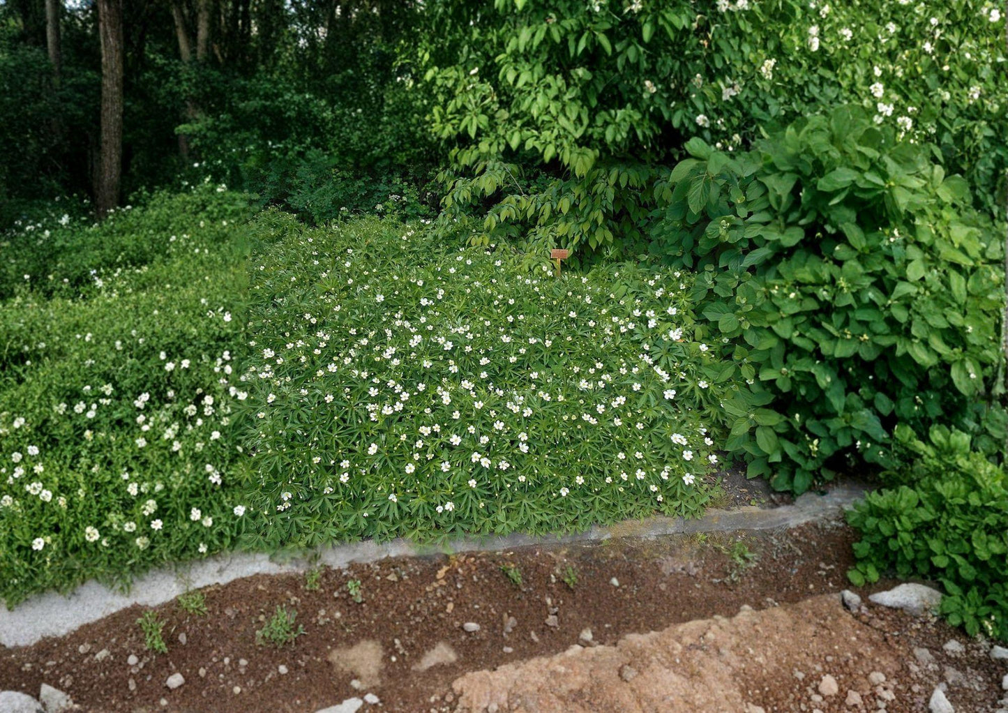 Canada Anemone Seeds - 100 Seeds - Native White Wildflower Ground Cover - Anemone canadensis