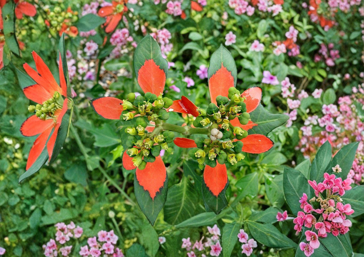 Fire on the Mountain Seeds - Euphorbia cyathophora - Native Wildflower Seeds for Garden Planting