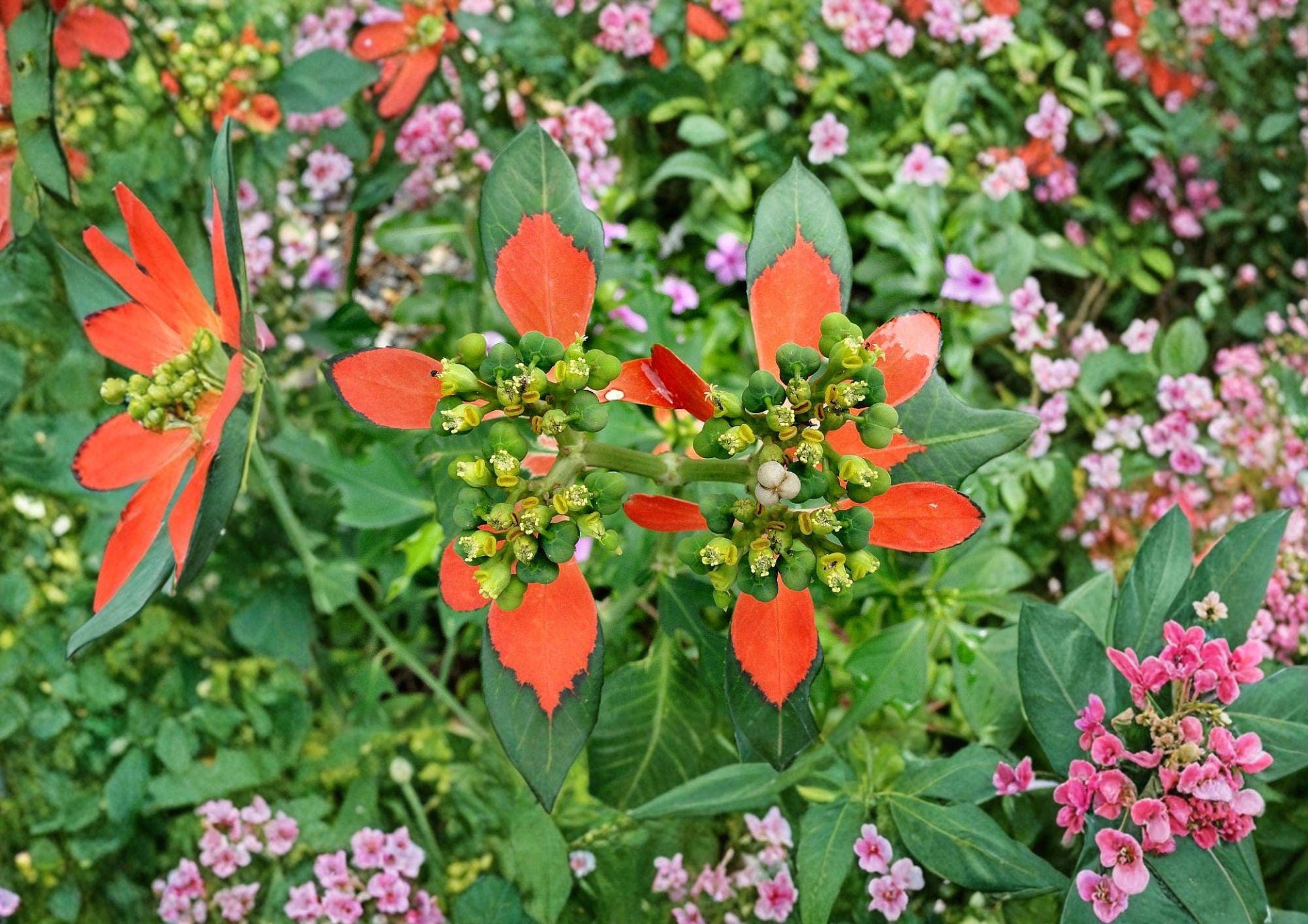 Fire on the Mountain Seeds - Euphorbia cyathophora - Native Wildflower Seeds for Garden Planting