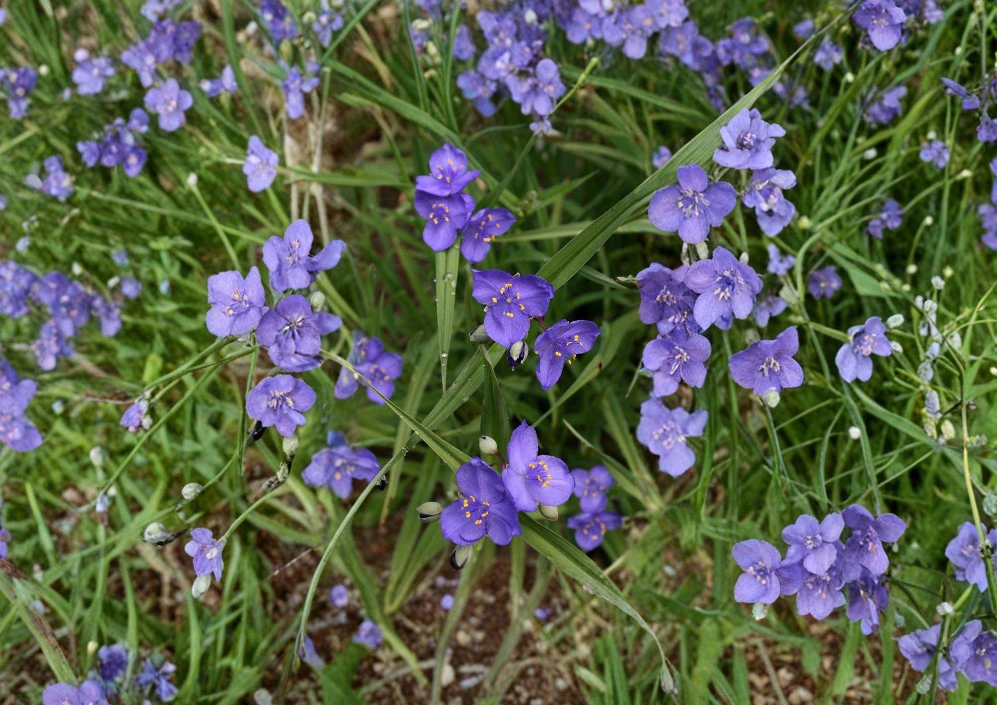 Prairie Spiderwort Seeds, 150 Non-GMO Seeds, Native Wildflower, Tradescantia bracteata, Perennial Plant